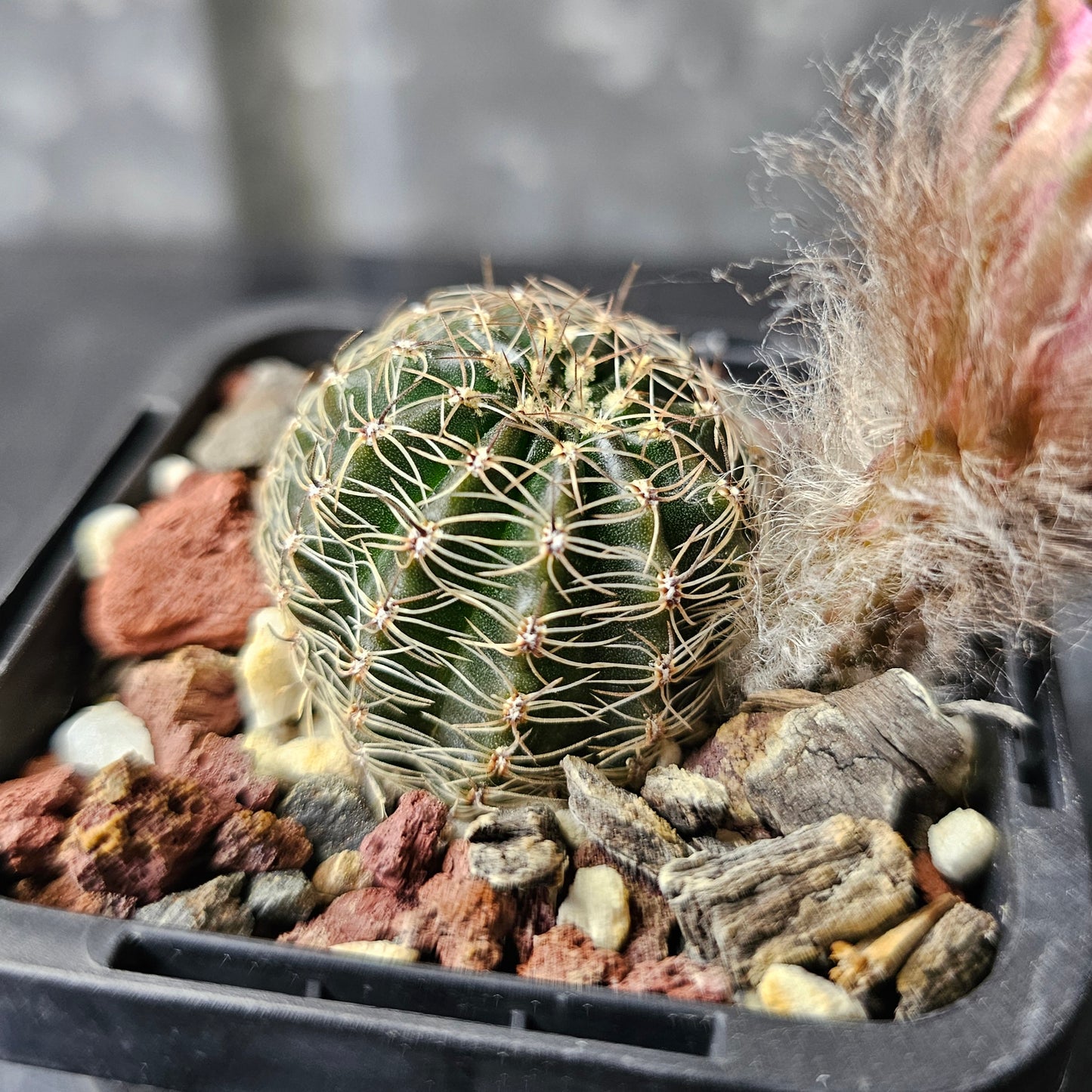 Lobivia hybrid (T27)