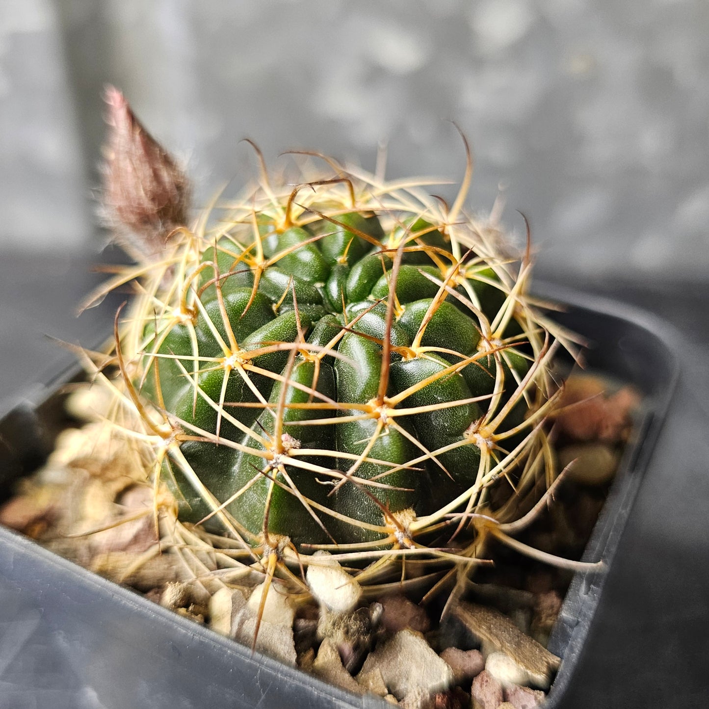 Lobivia hybrid (18E)