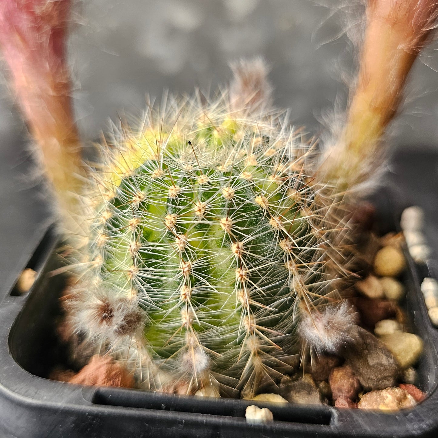 Lobivia hybrid (W4N)