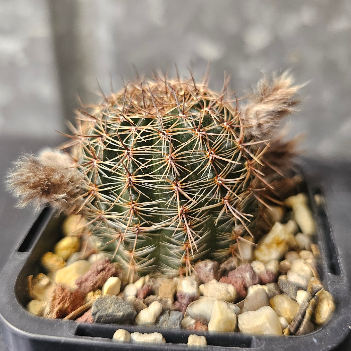 Lobivia hybrid (4OB)