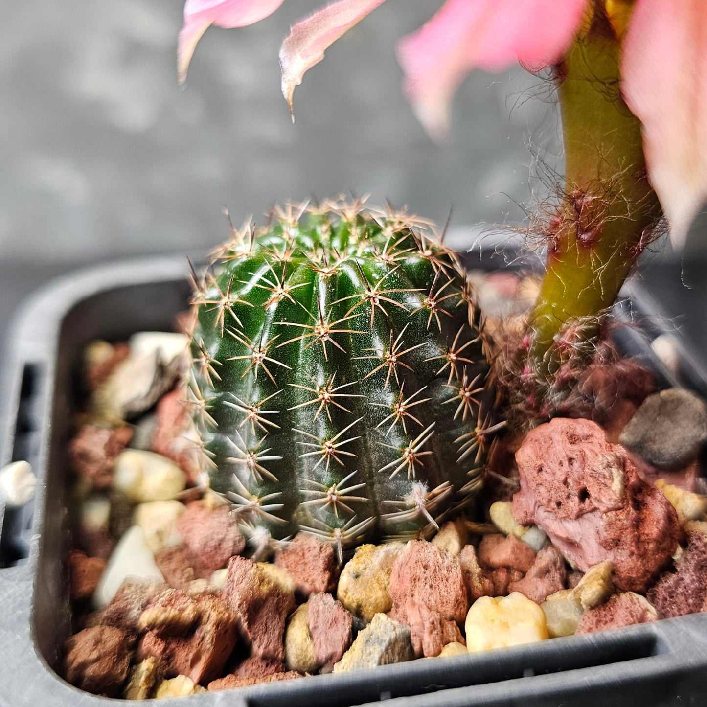 Lobivia hybrid (Q7Q)