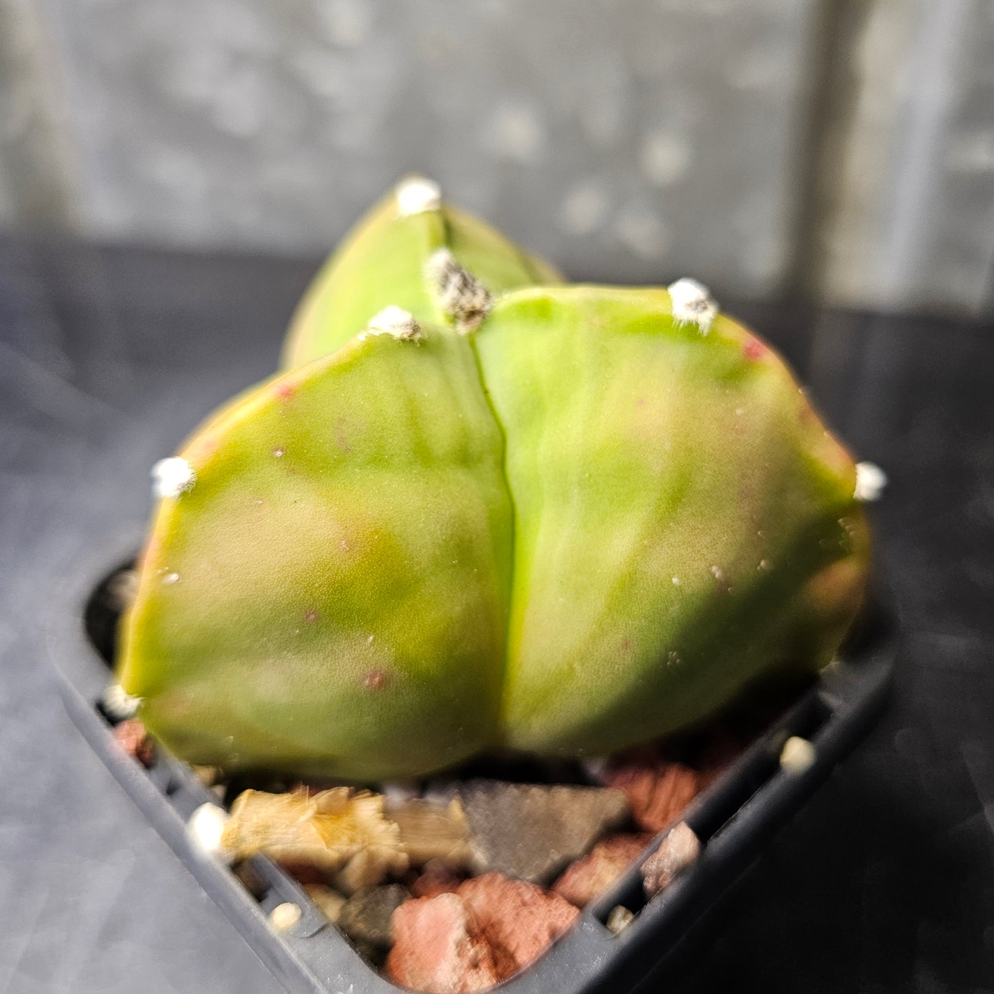 Astrophytum myriostigma f. tricostatum