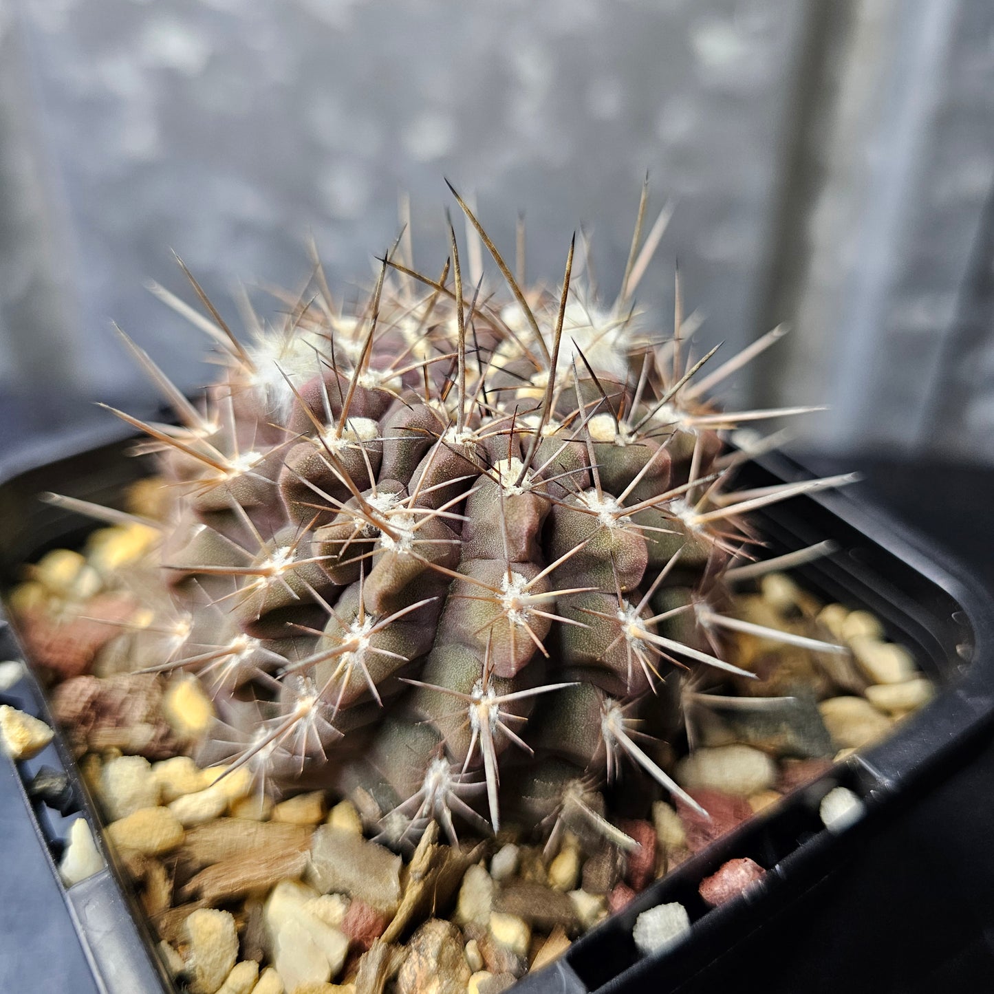 Chileorebutia hybrid