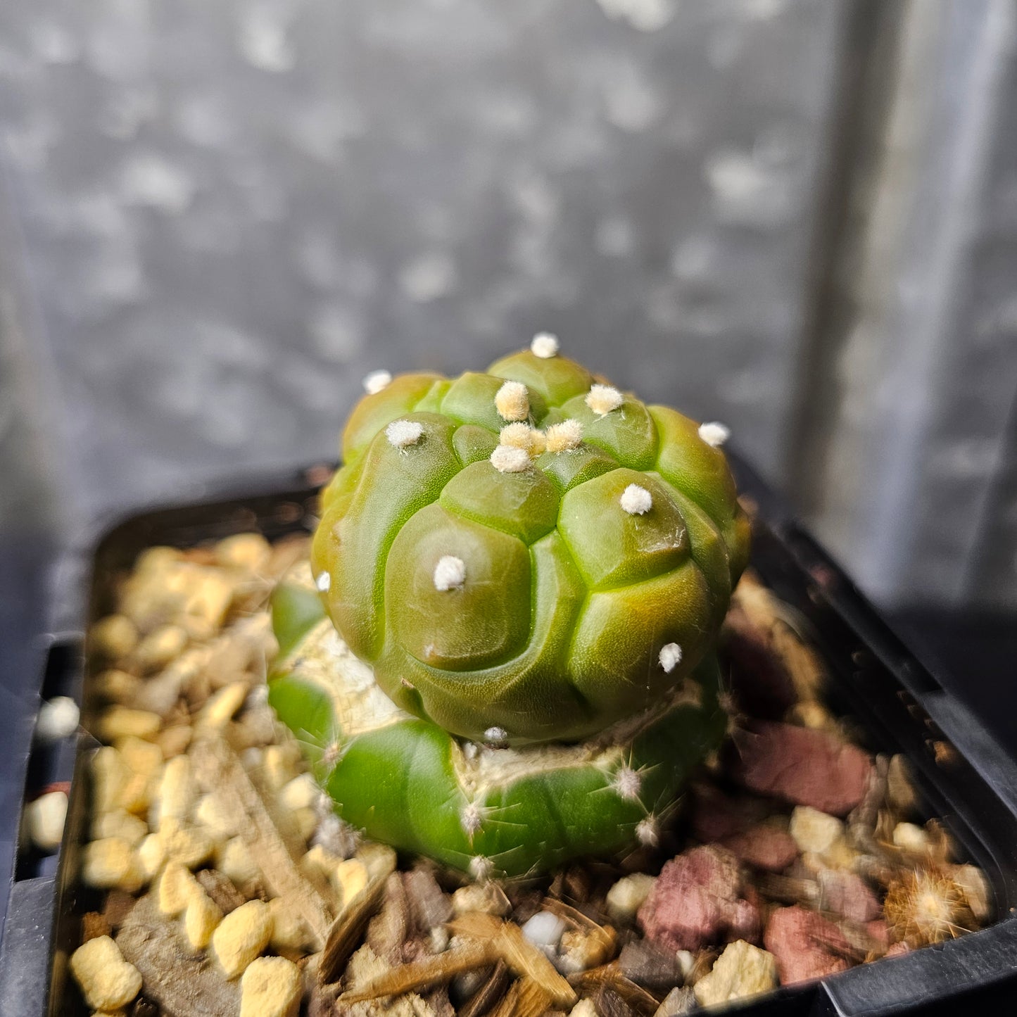 Astrophytum asterias cv. Kikko (geometric form)