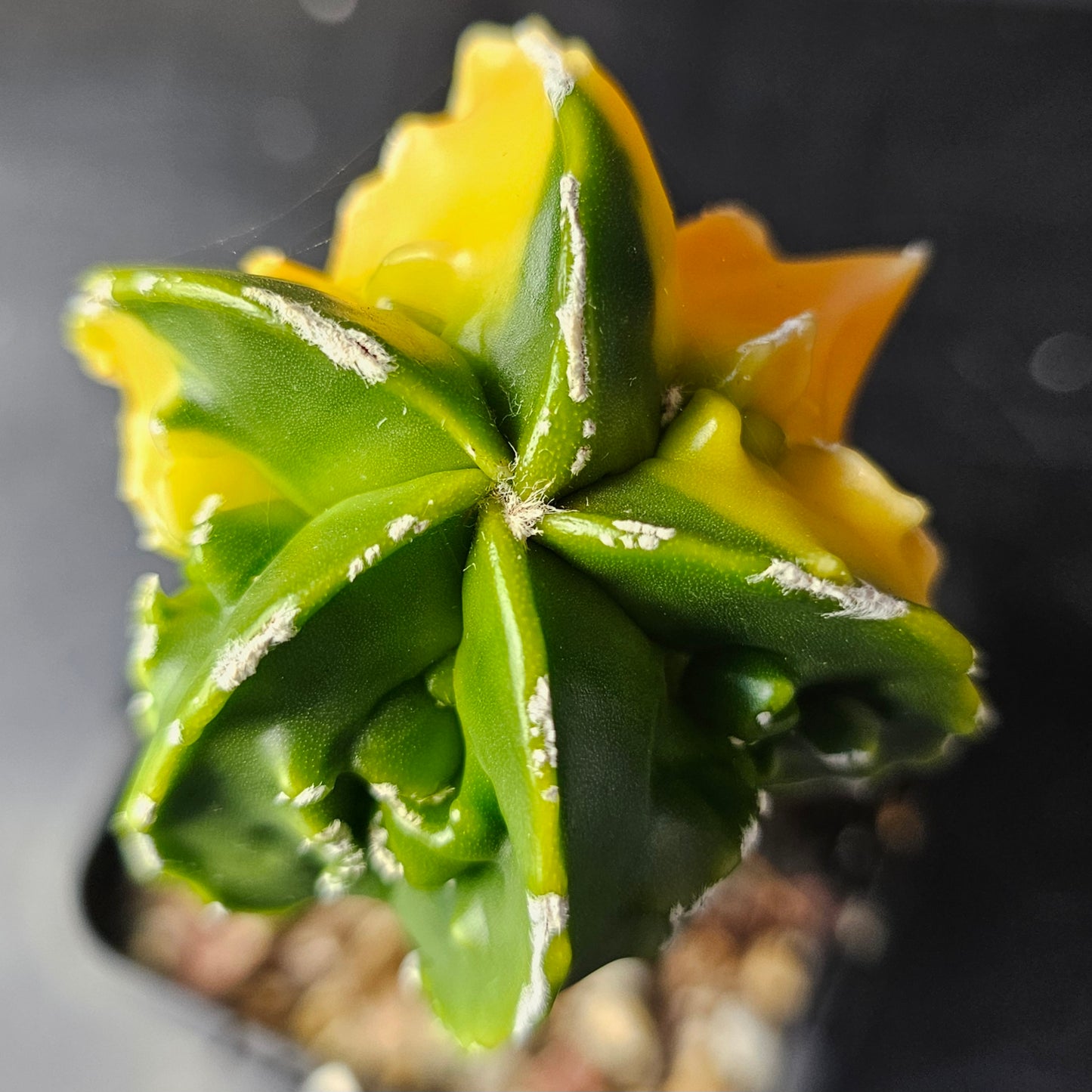 Astrophytum myriostigma cv. Hekiran Nishiki (Japan)