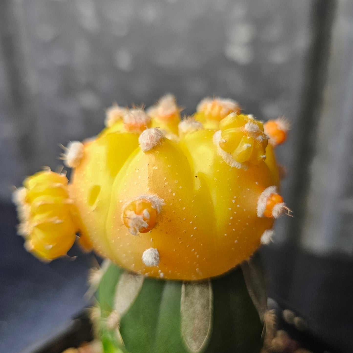 Astrophytum asterias hybrid