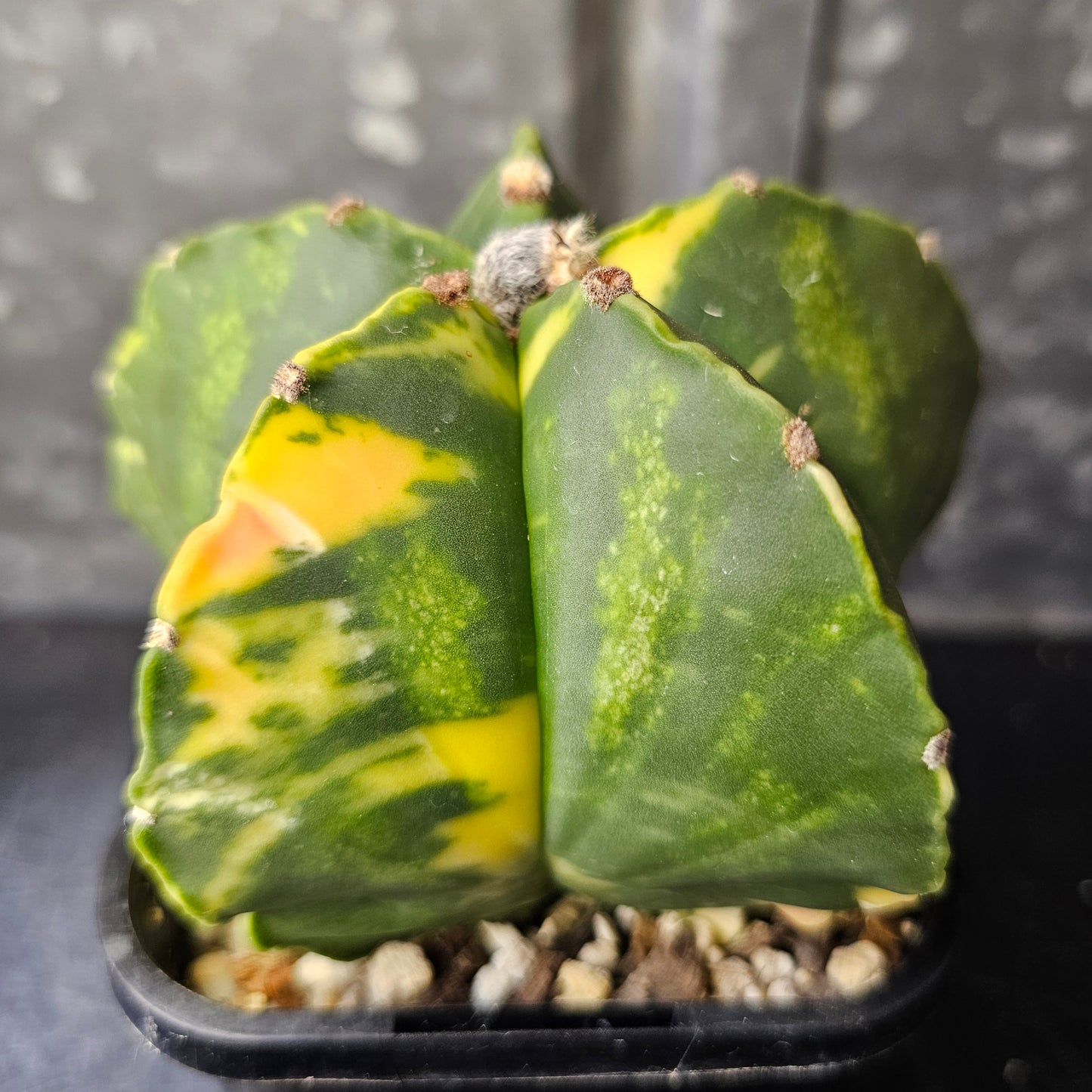 Astrophytum myriostigma hybrid (premium variegation)