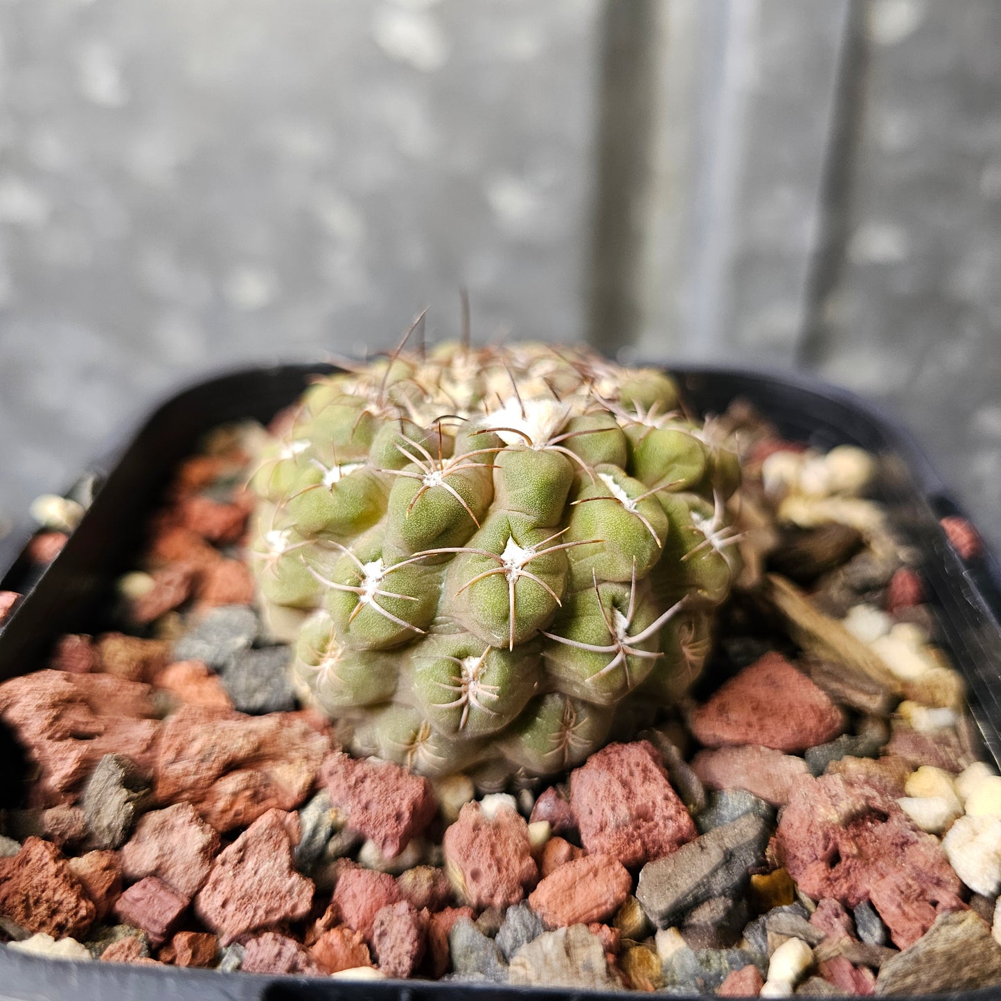 Chileorebutia aerocarpa