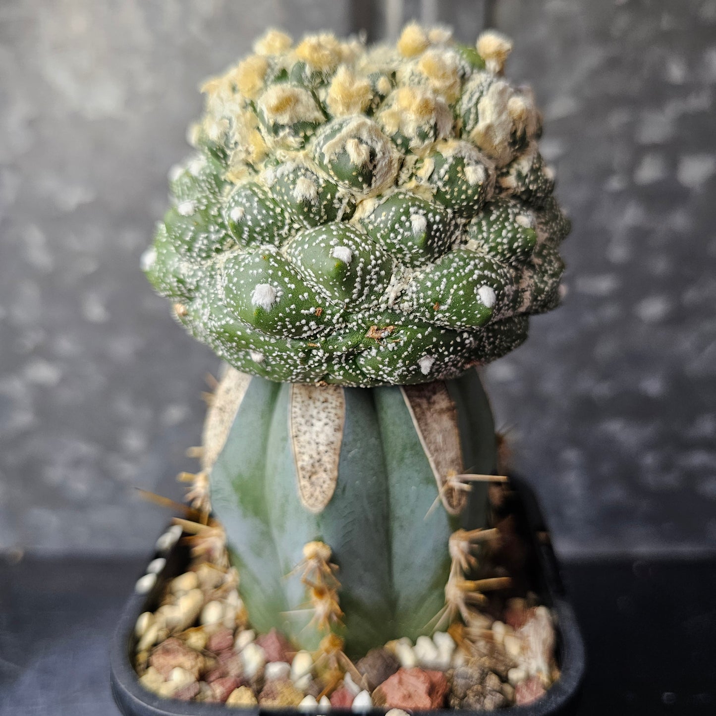 Astrophytum asterias cv. Kikko (heavy wool)