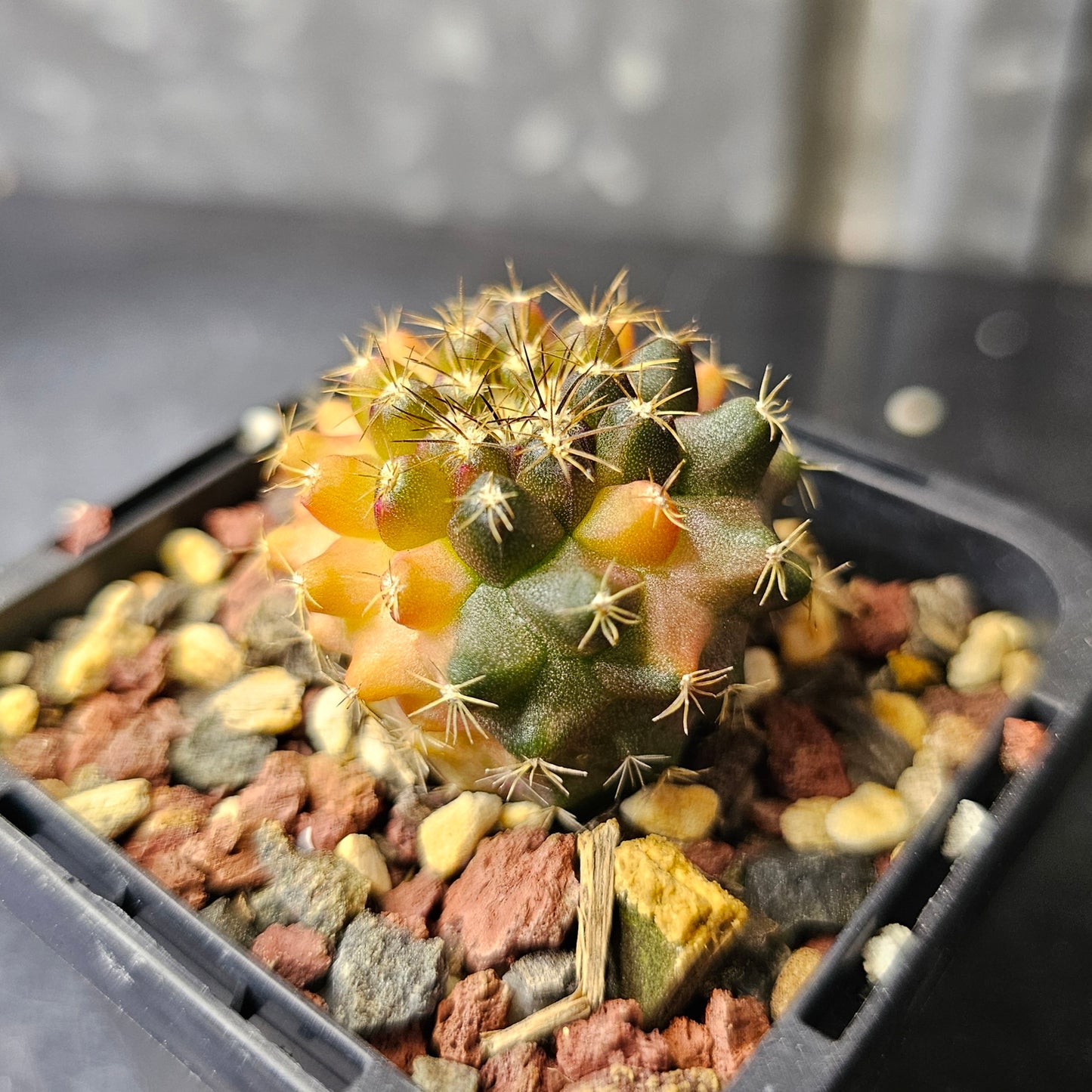Copiapoa montana hybrid (sublime variegation)