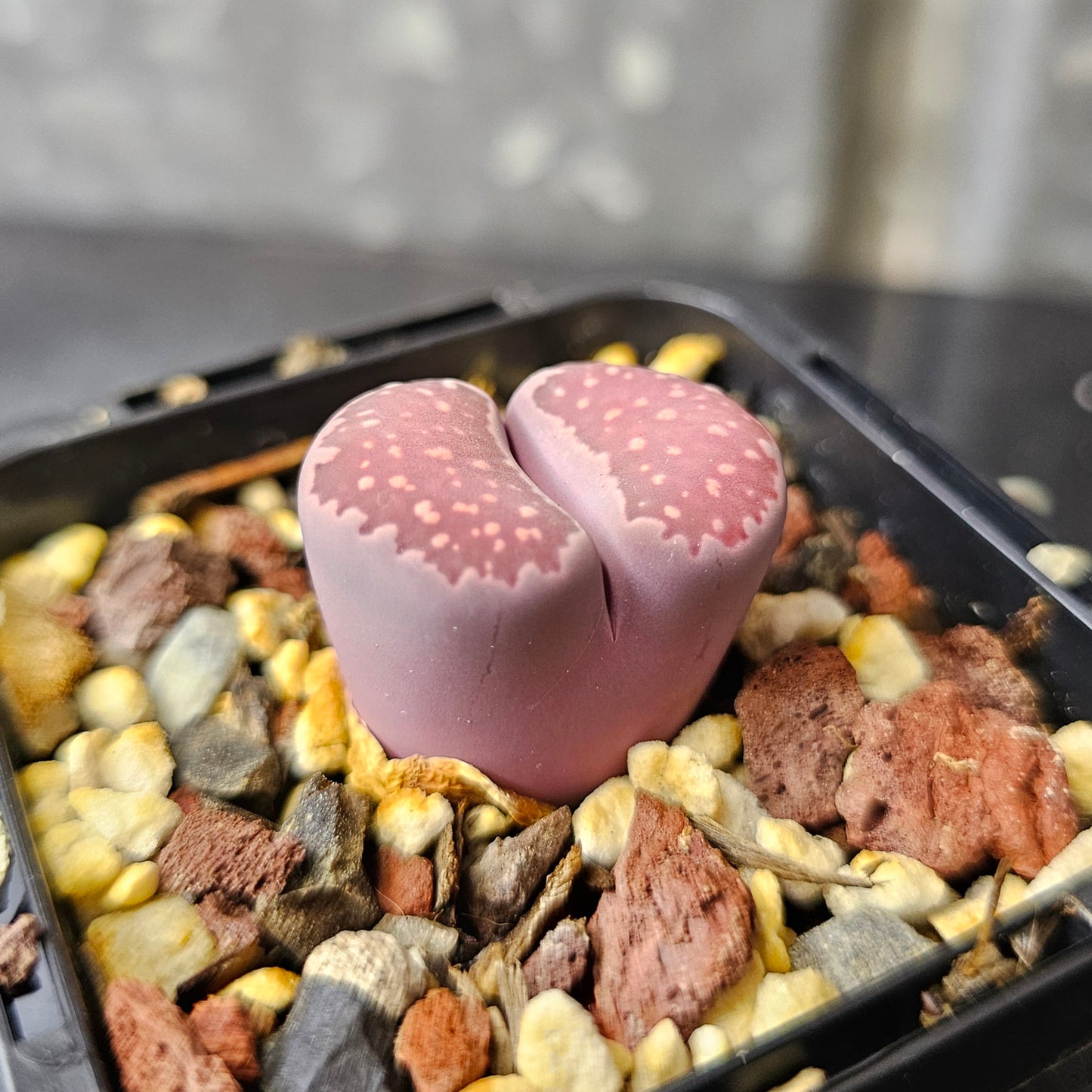 Lithops cv. ‘Sato’s Violet’