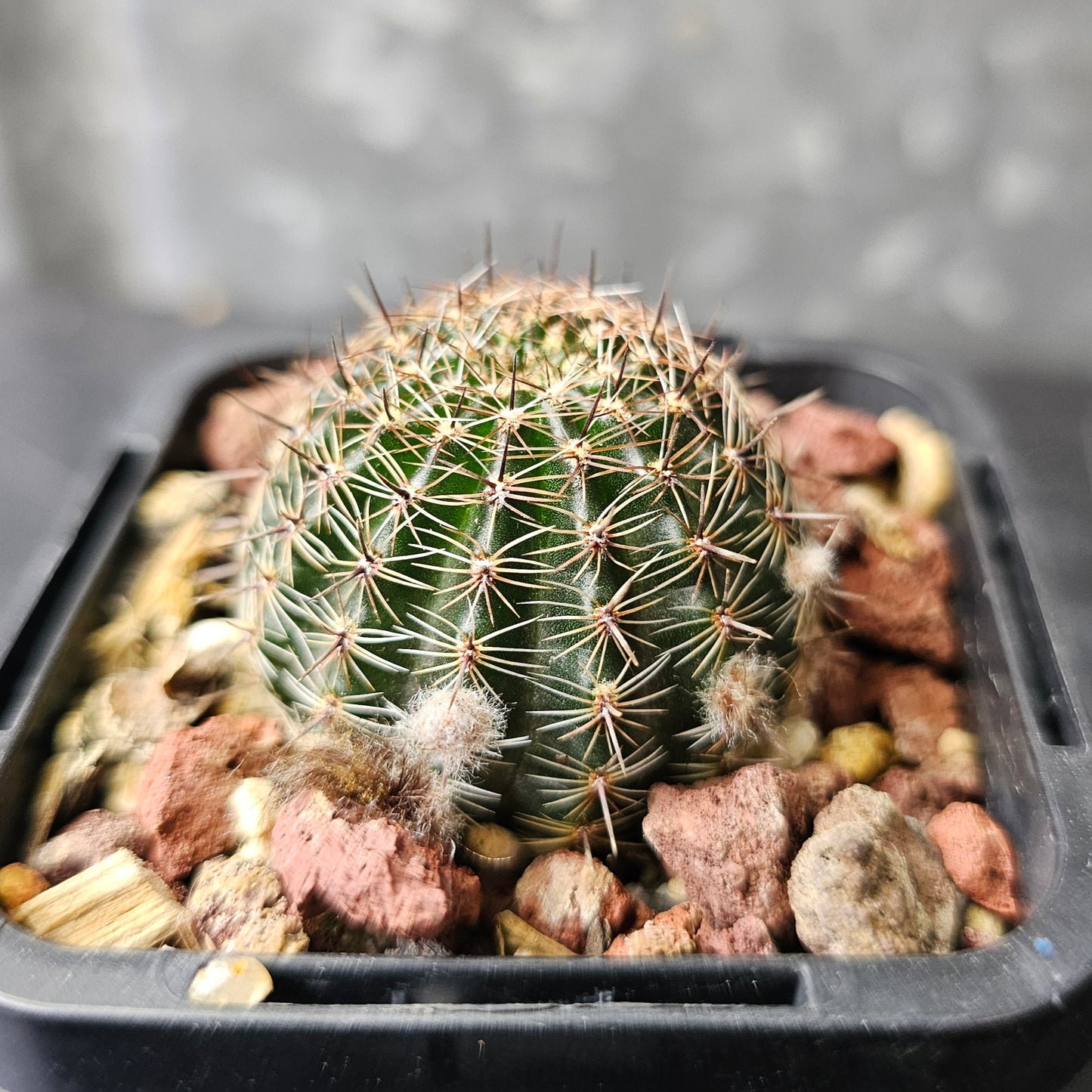 Lobivia hybrid (7WG)