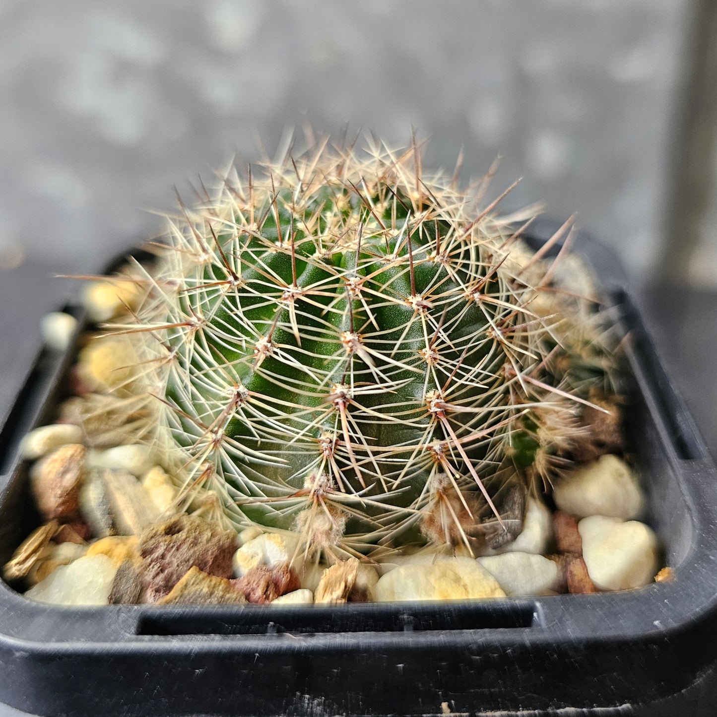 Lobivia hybrid (PF2)