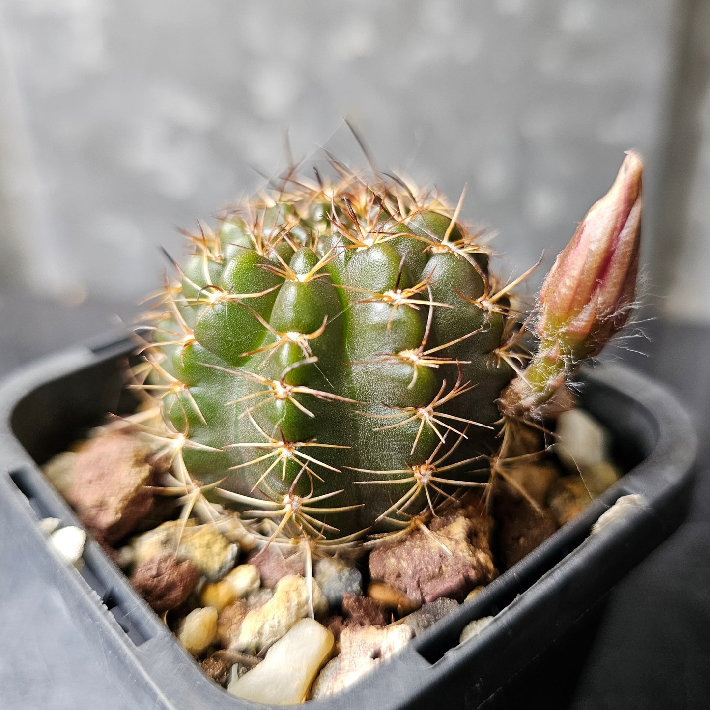 Lobivia hybrid (T7Z)