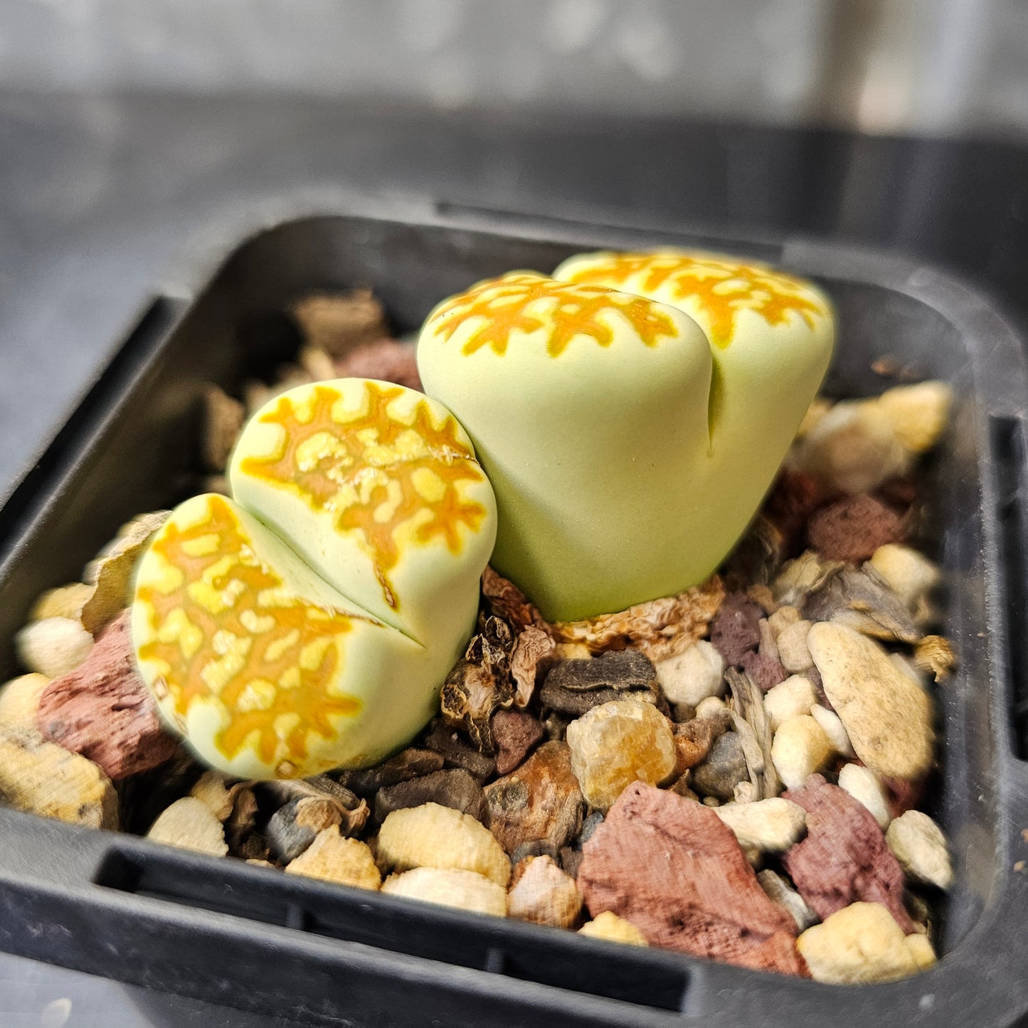 Lithops 'Limelight'