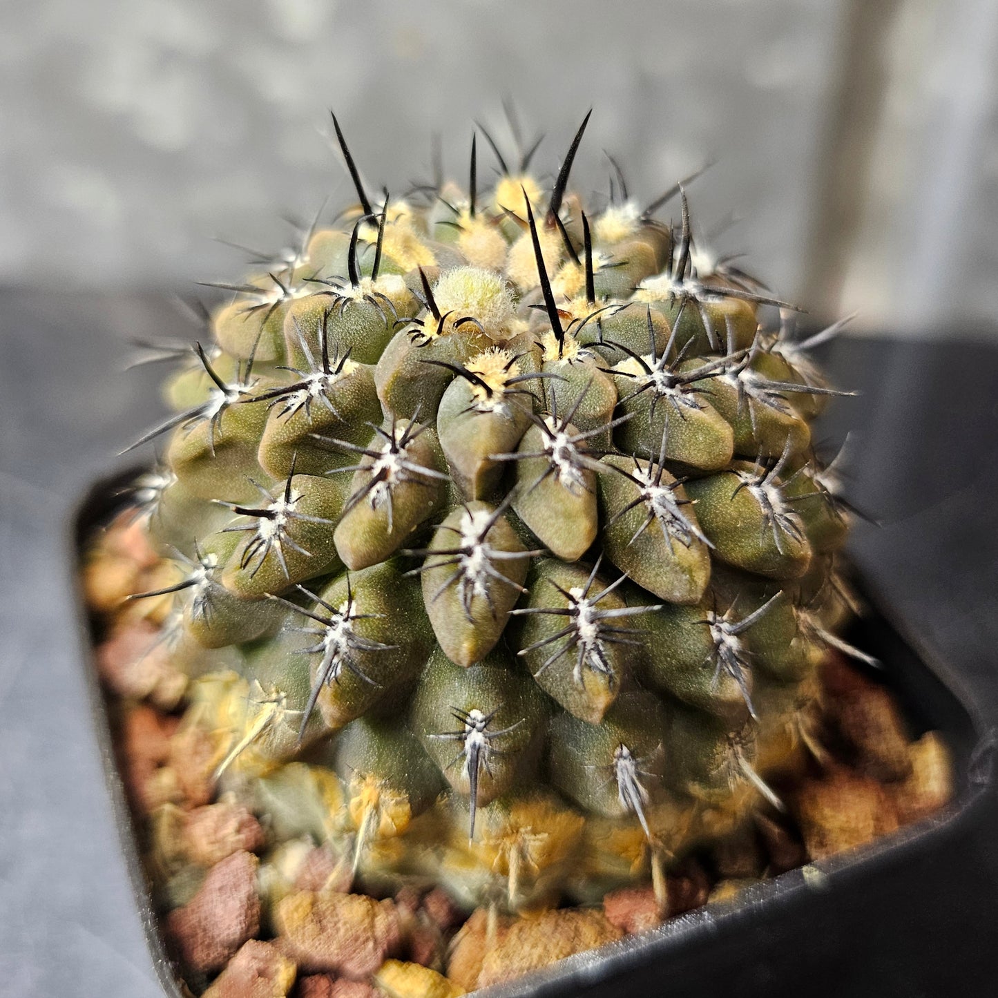 Chileorebutia lanigera hybrid