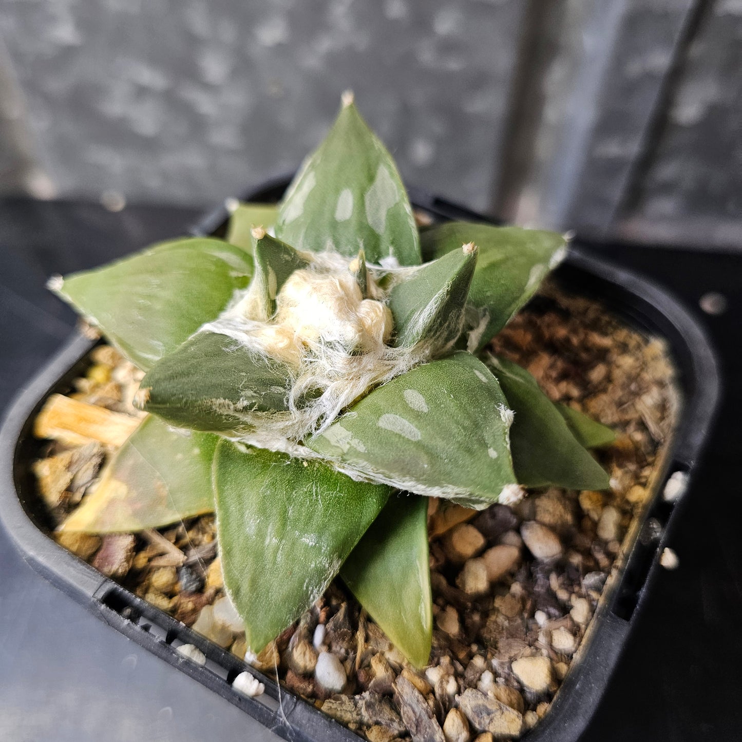 Ariocarpus hybrid