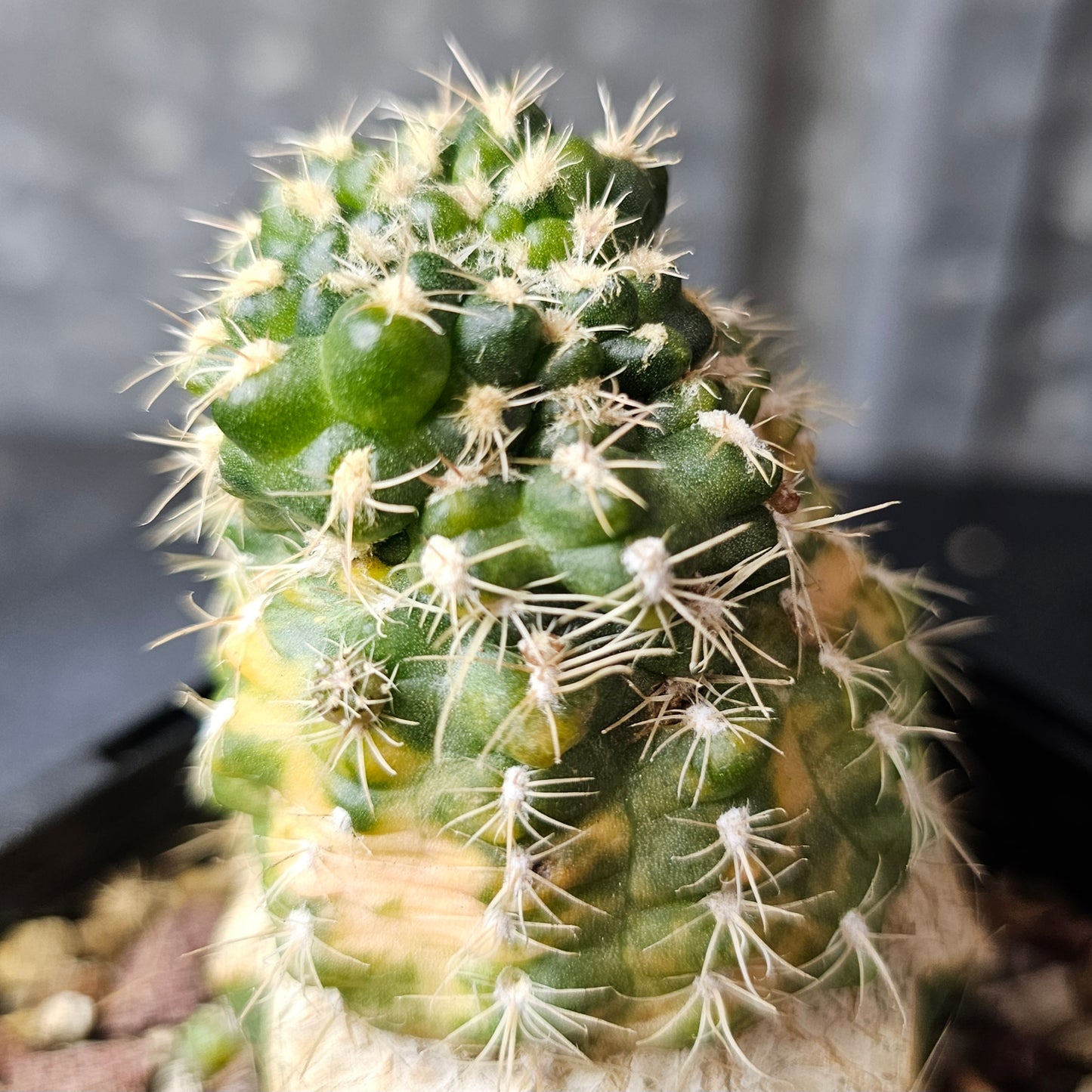 Gymnocalycium bruchii mutant