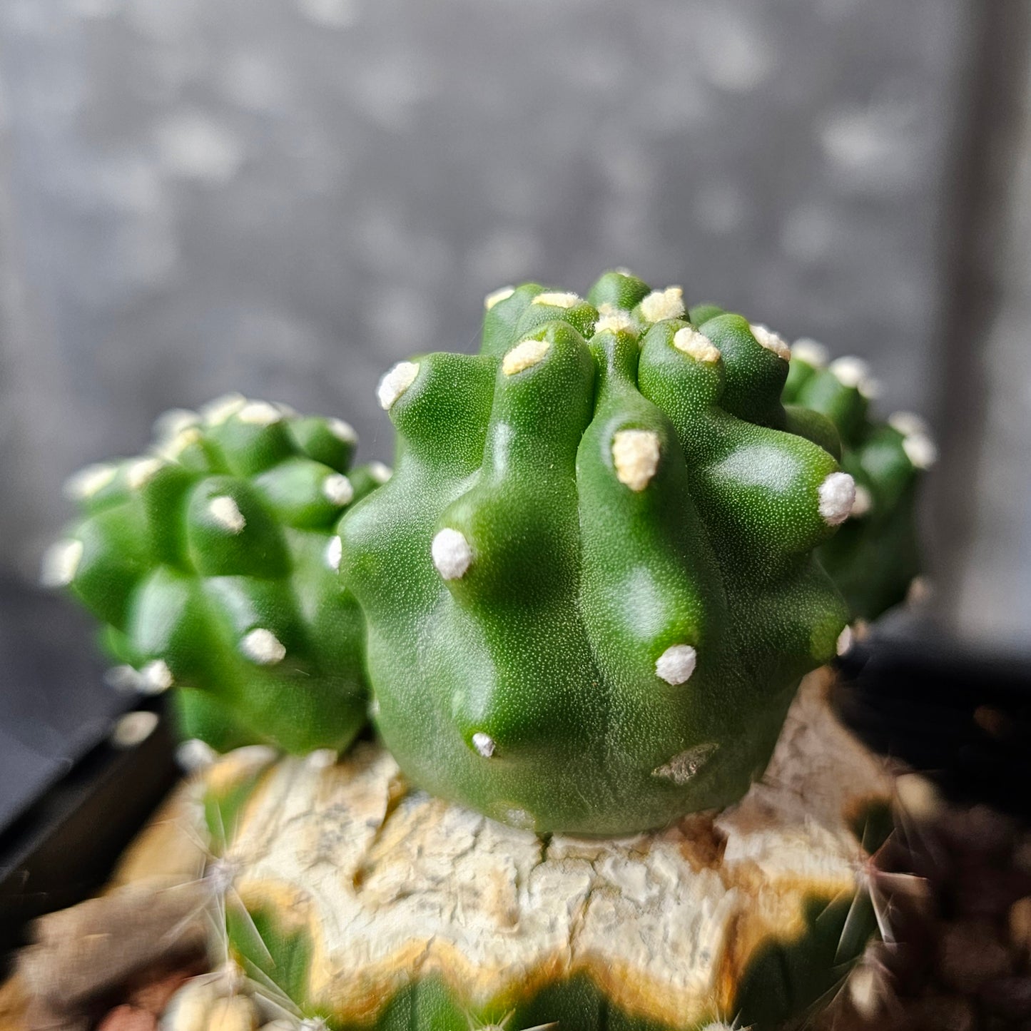 Echinocereus triglochidiatus inermis