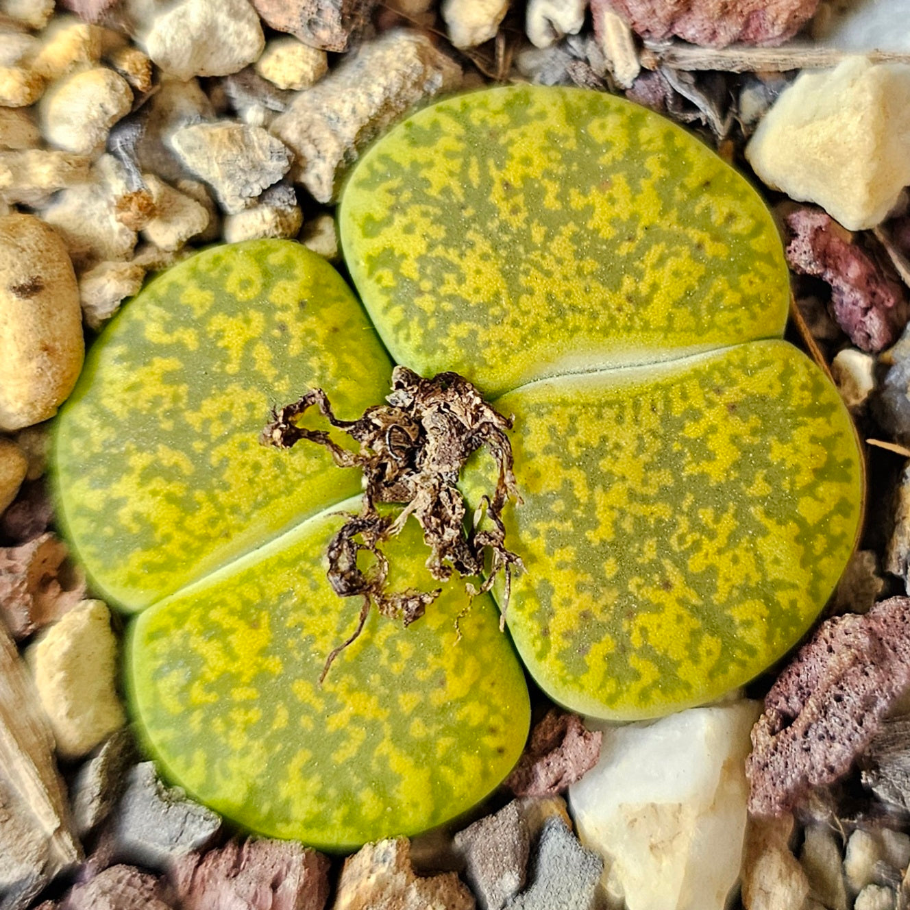 Lithops bundle (4 plants) – Tonal Range