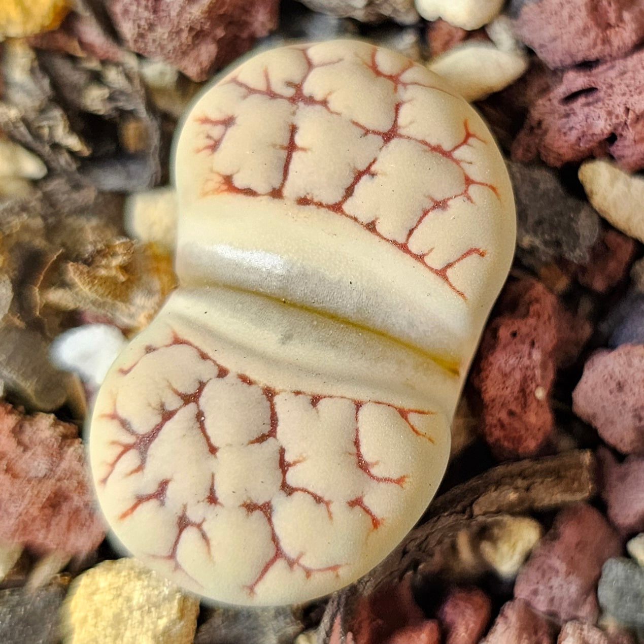 Lithops bundle (4 plants) – Textured Contrast