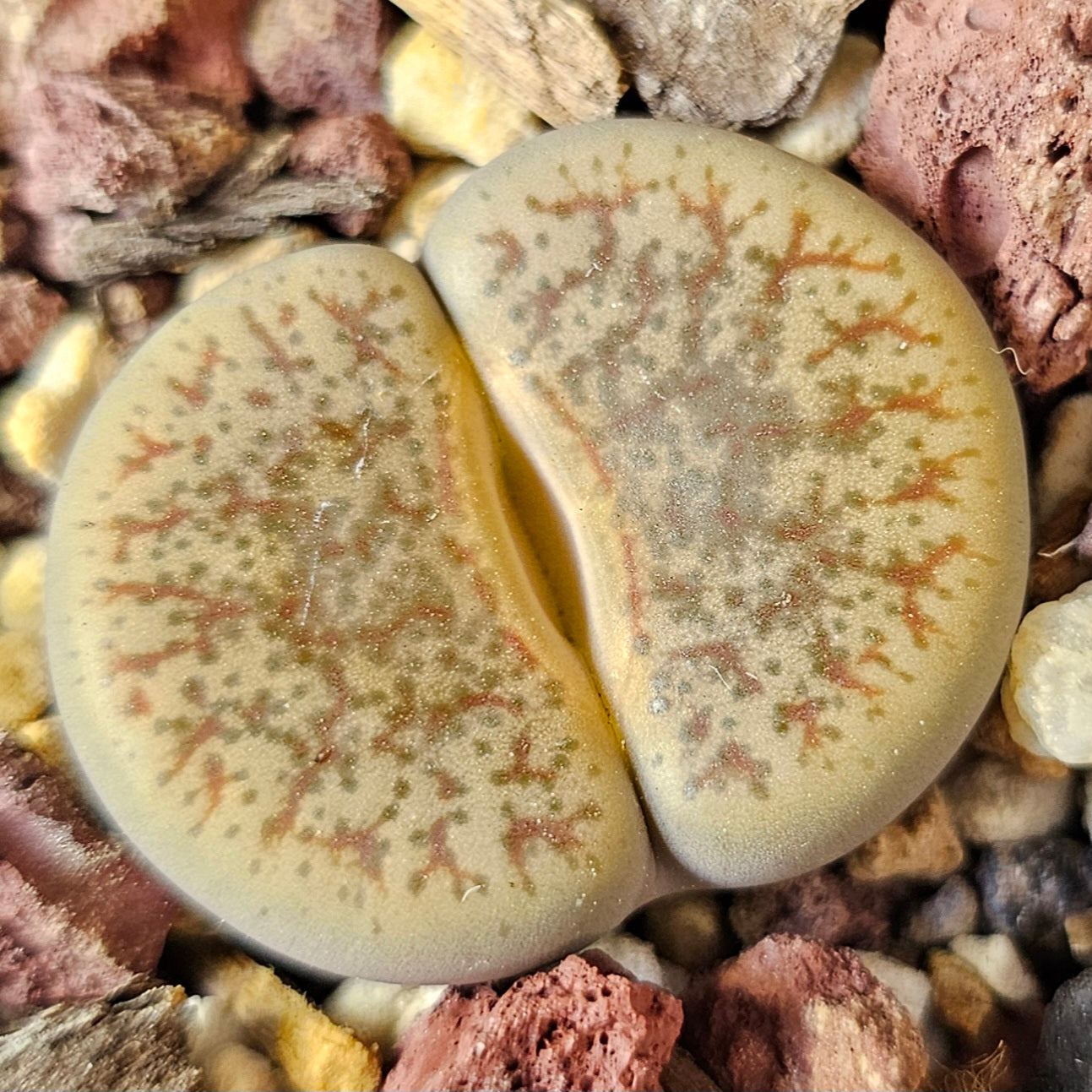 Lithops bundle (4 plants) – Earthshade Selection