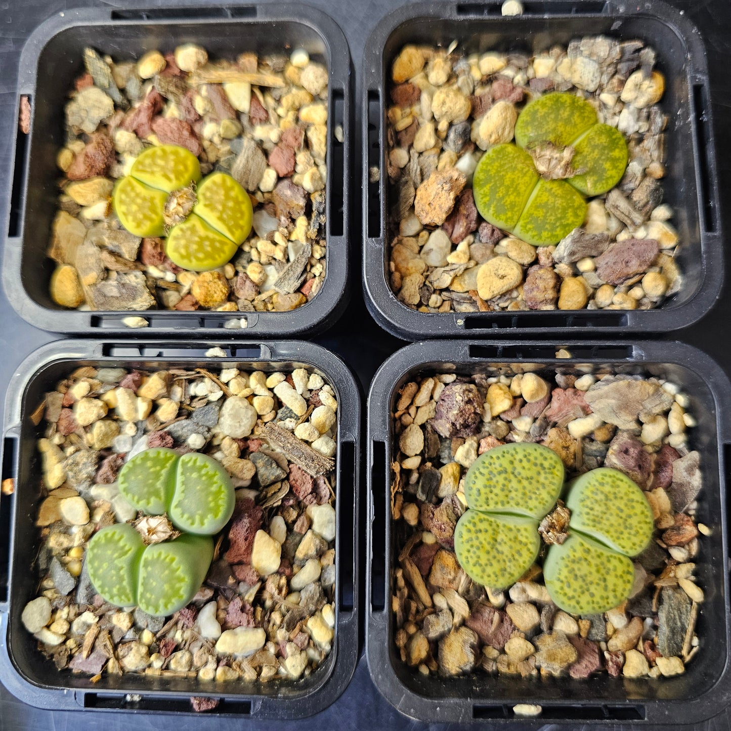 Lithops bundle (4 plants) – Envy Mix