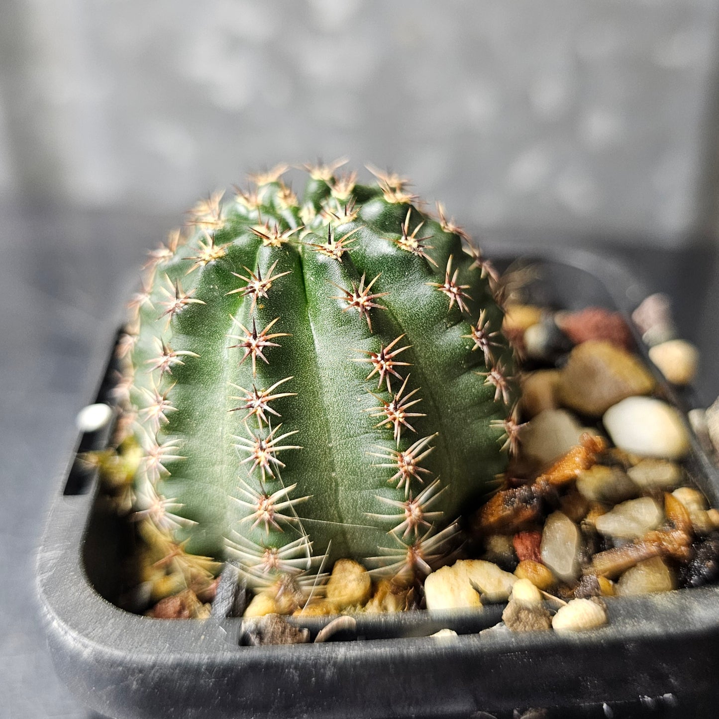 Lobivia hybrid (7WW)