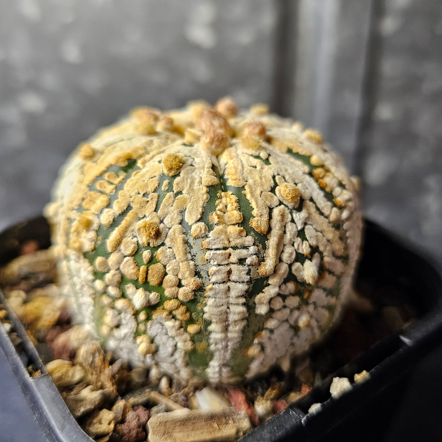 Astrophytum asterias (Thai select)