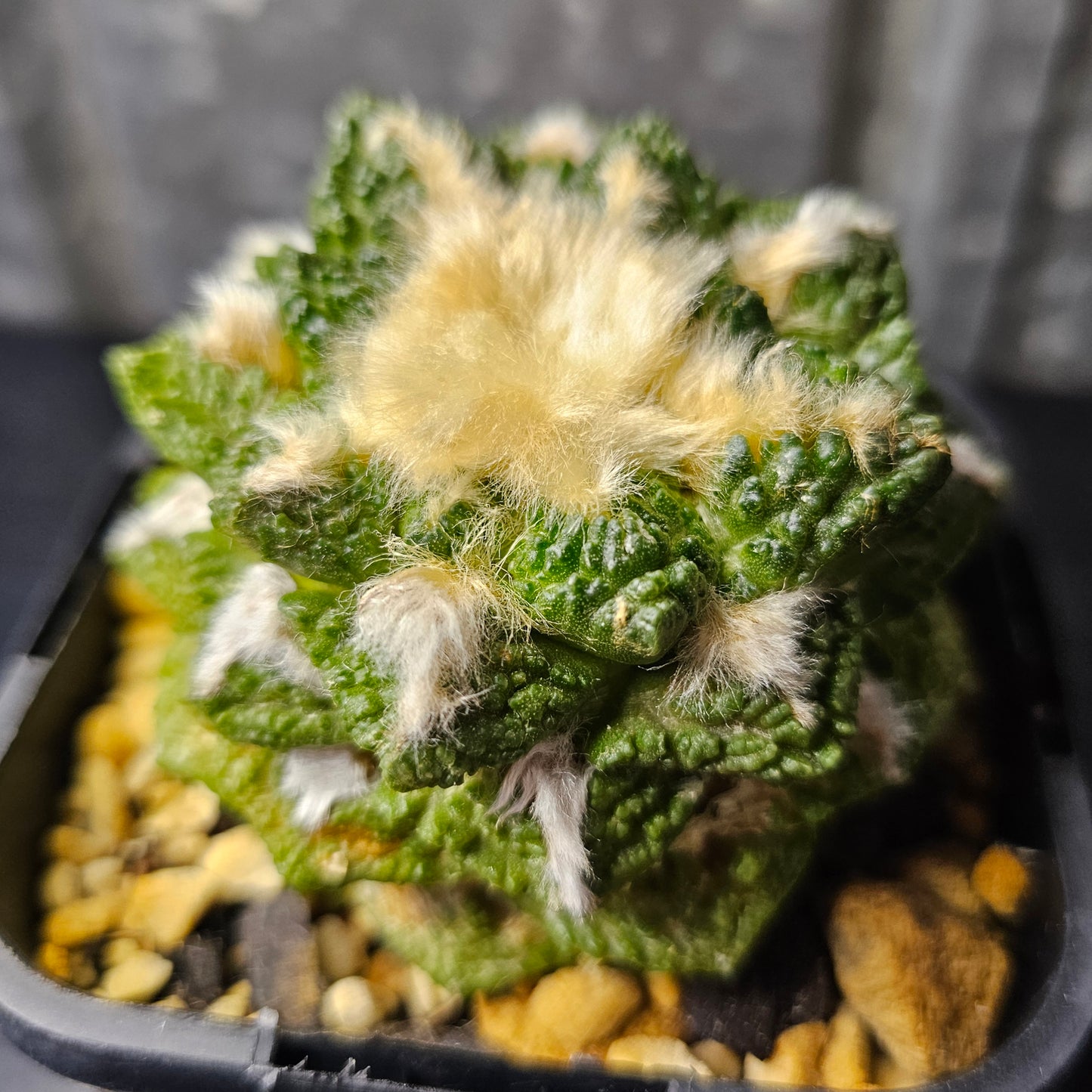 Ariocarpus hybrid (extra wooly)