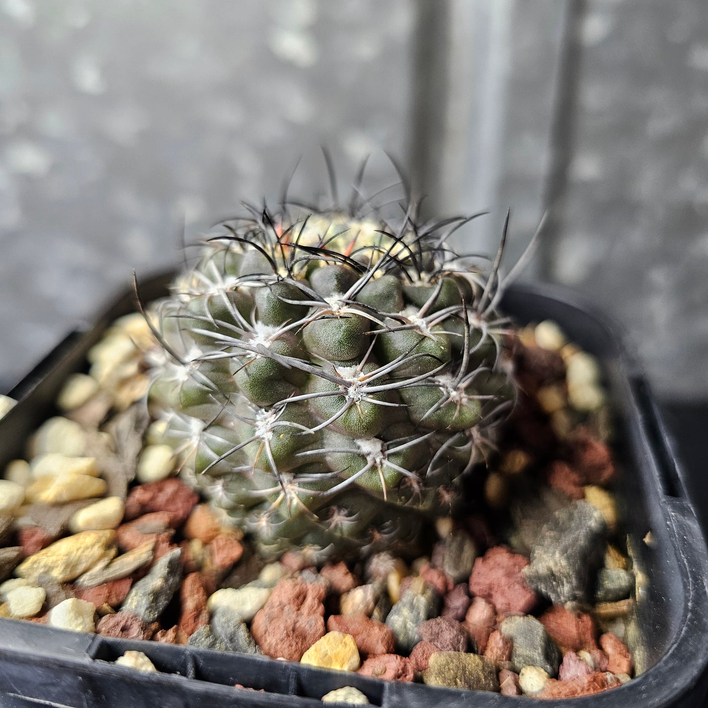 Eriosyce hybrid (Spine City select)