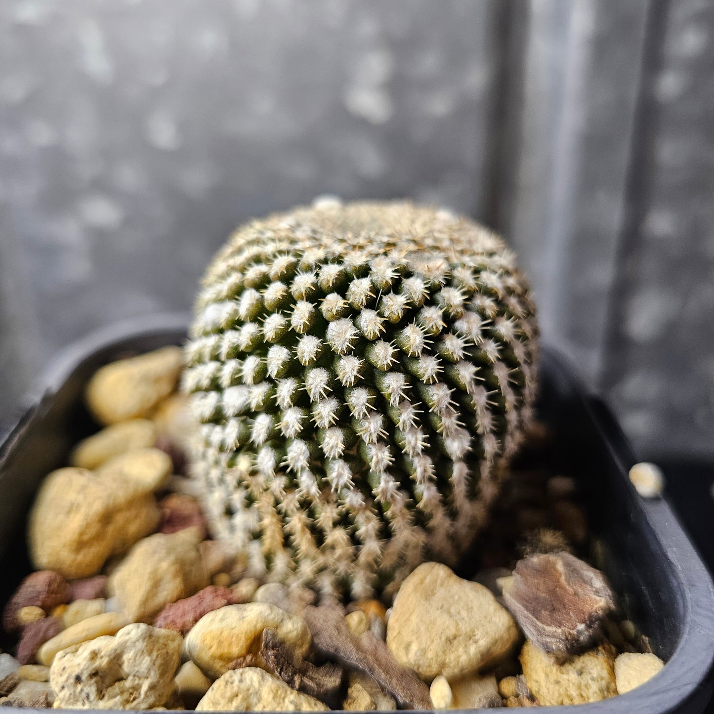 Chileorebutia napina ssp. challensis