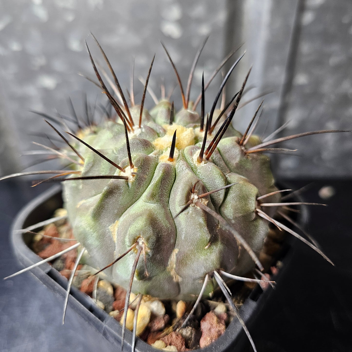 Copiapoa dealbata