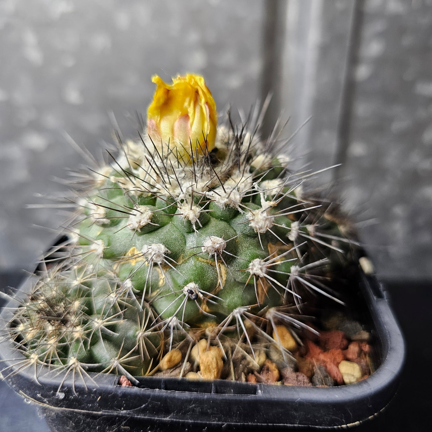 Copiapoa humilis