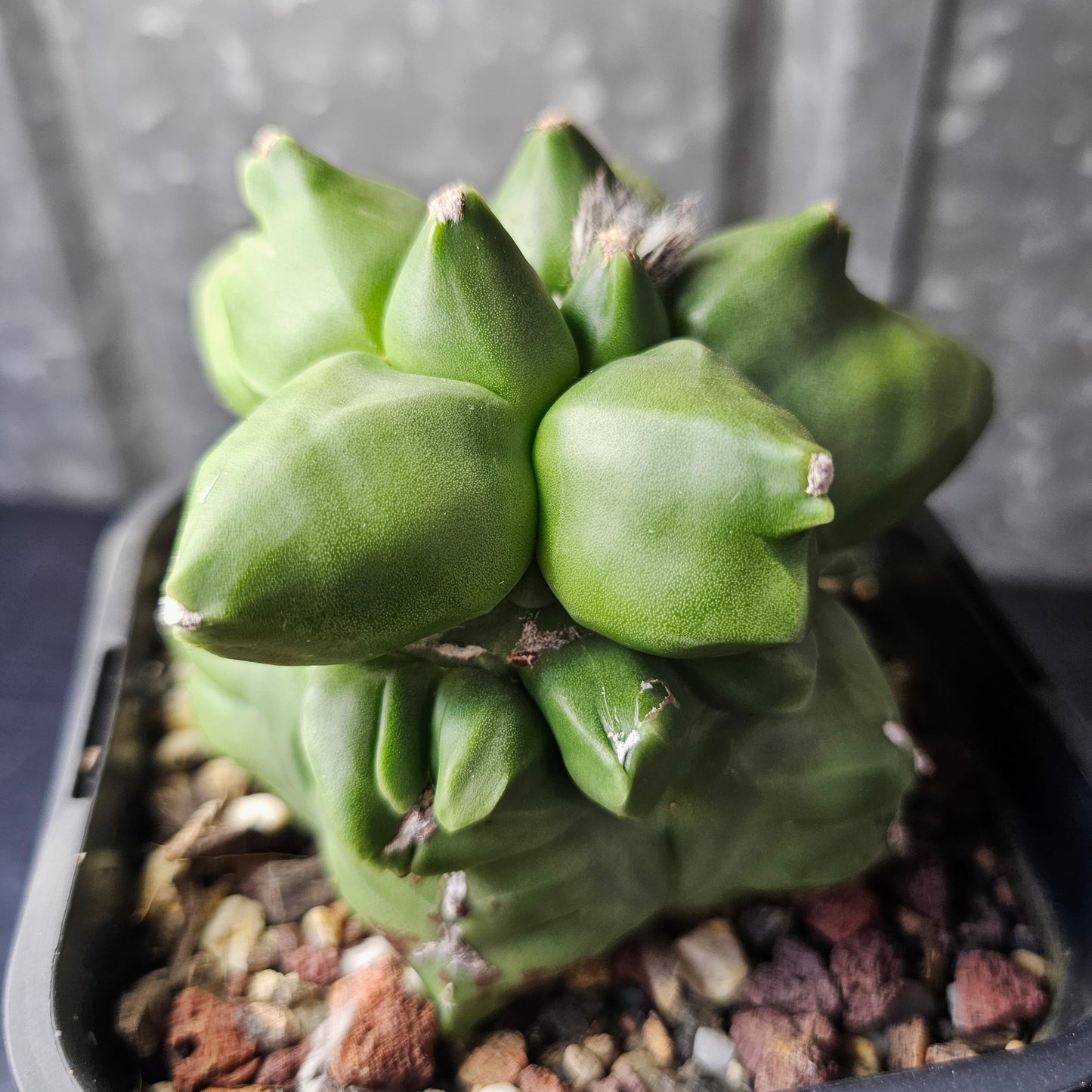 Astrophytum myriostigma cv. Kikko (extreme form)