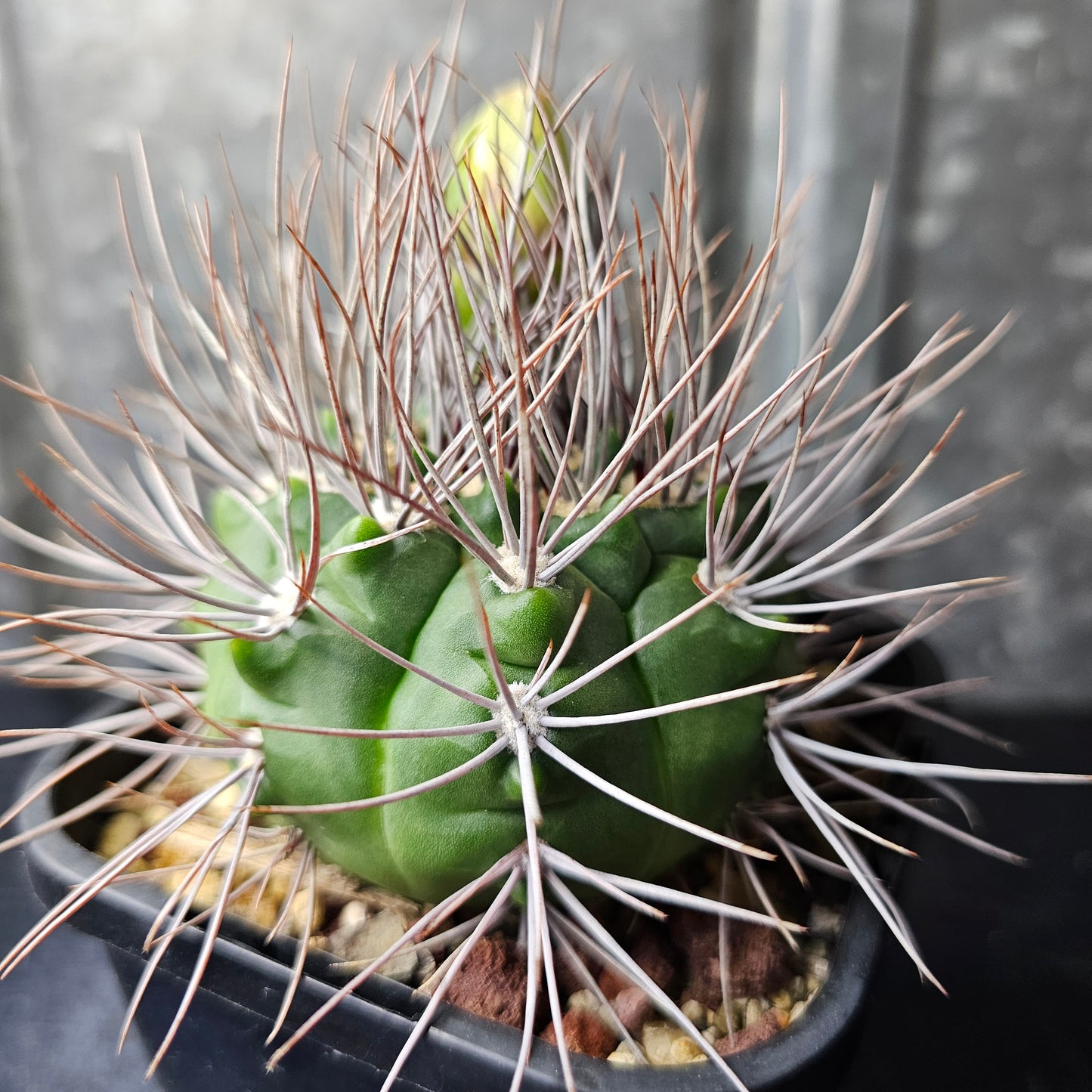 Gymnocalycium sp. (mega spines)