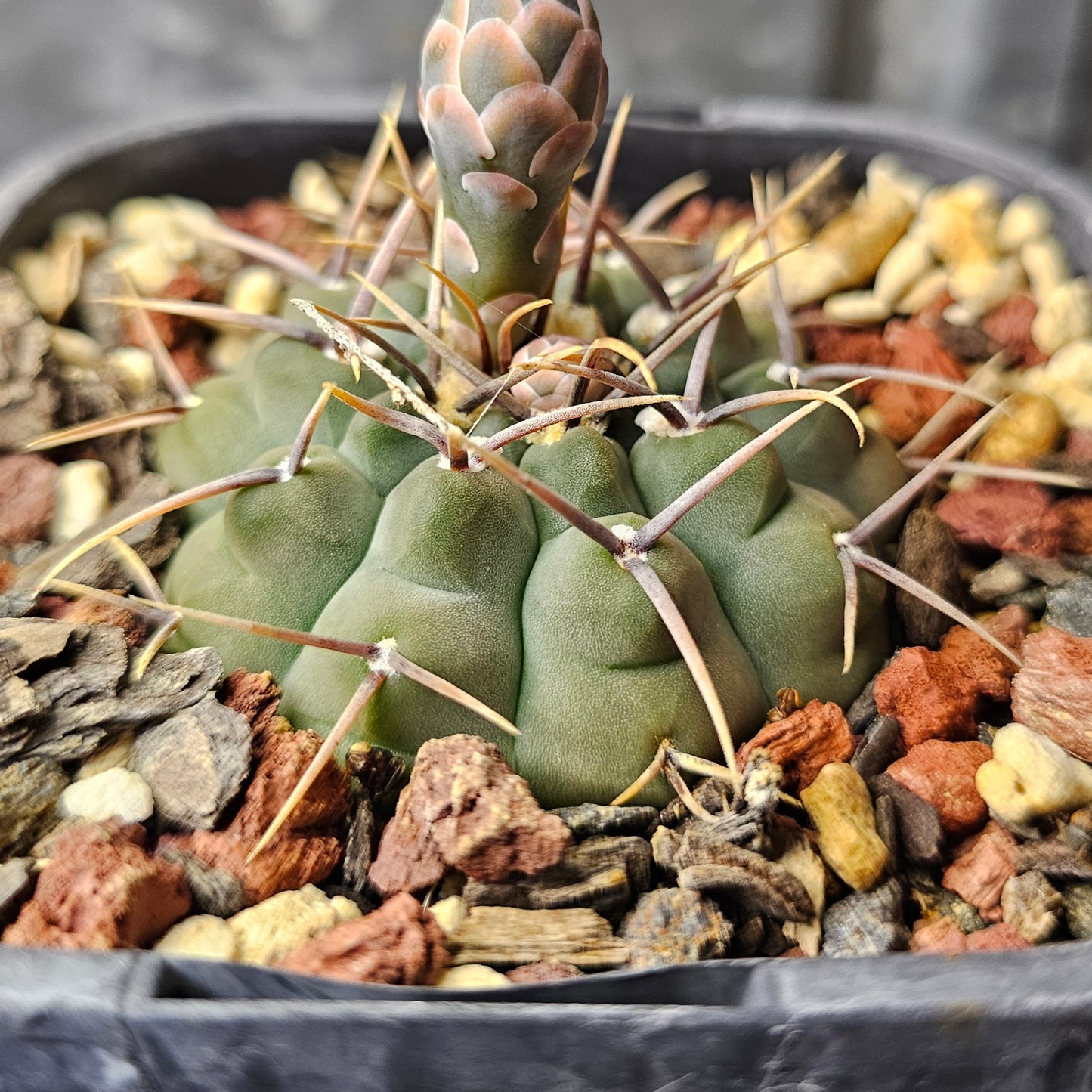 Gymnocalycium vatteri