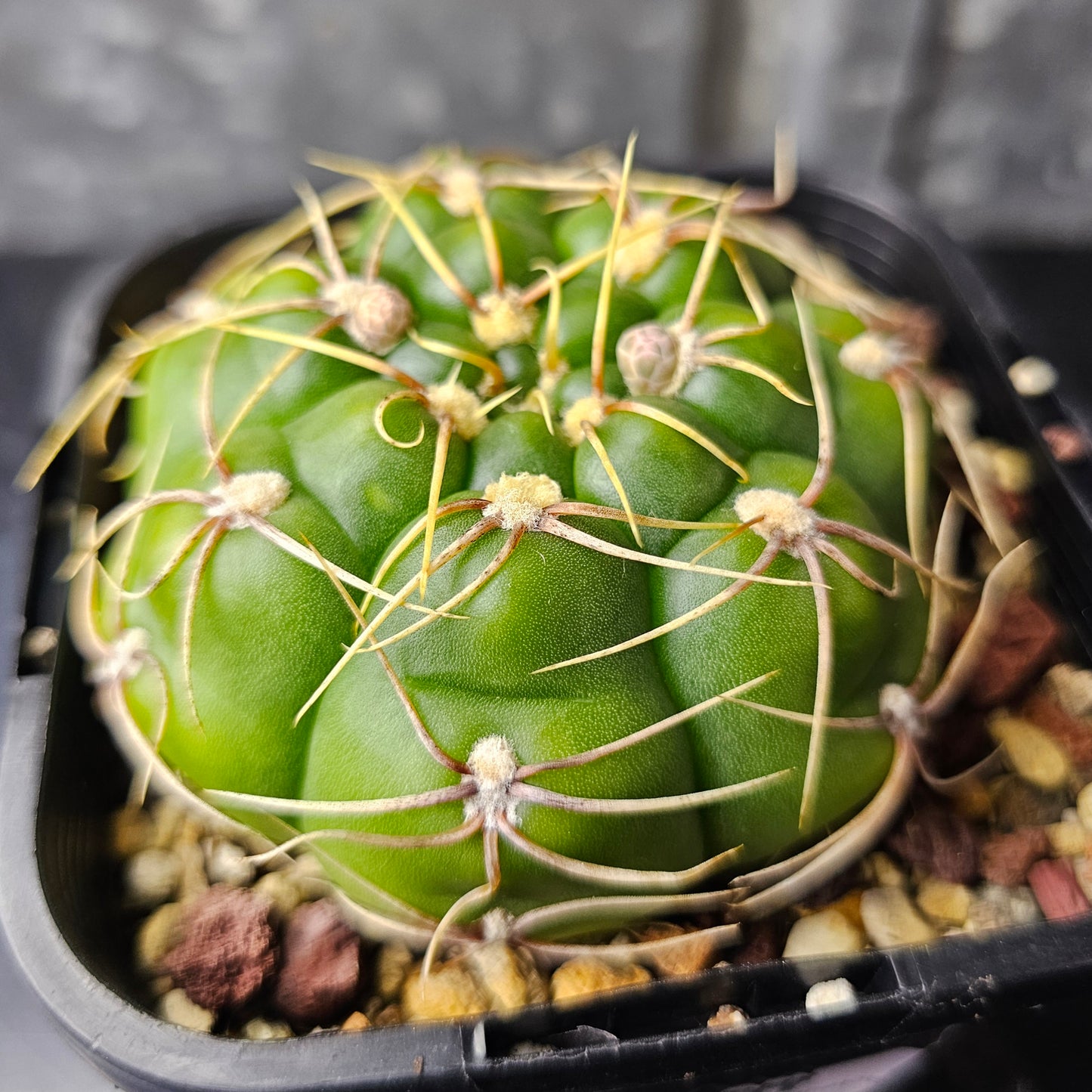 Gymnocalycium megalothelon