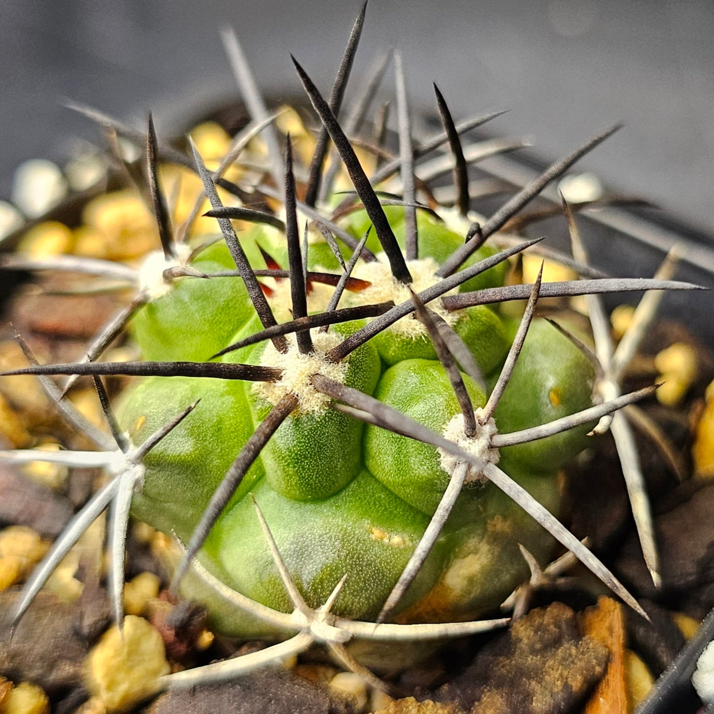 Cactus bundle (9 plants) – Elite selection