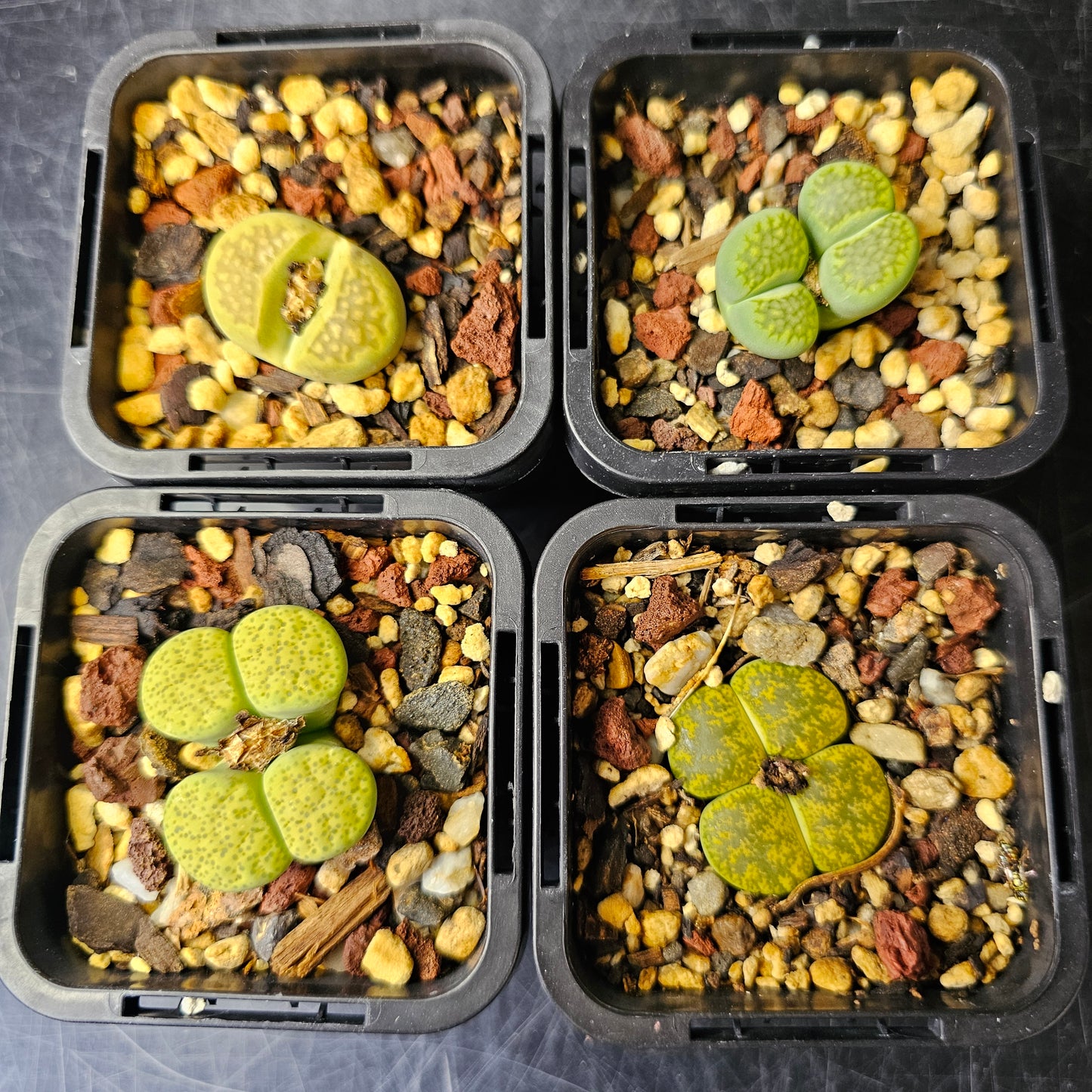 Lithops bundle (4 plants) – Green Spectrum selection