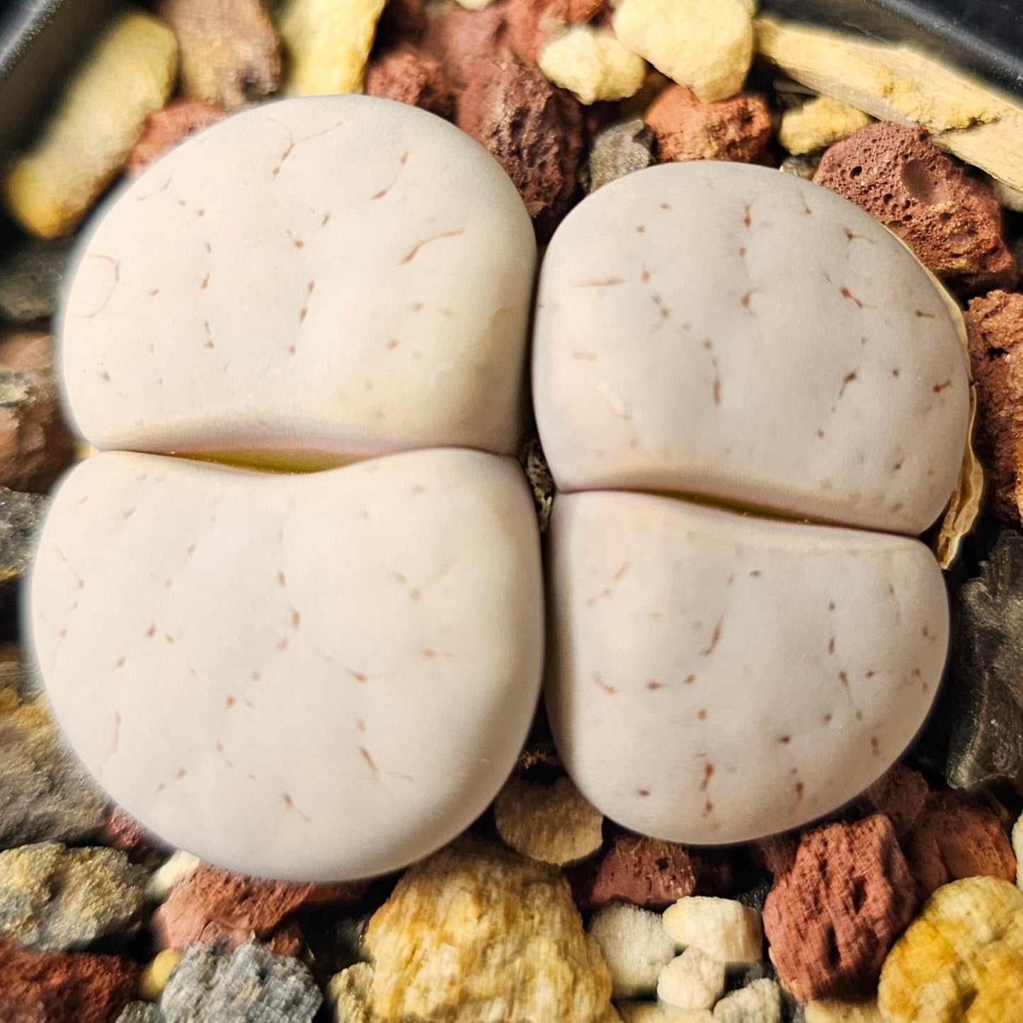 Lithops bundle (4 plants) – Eclectic variety