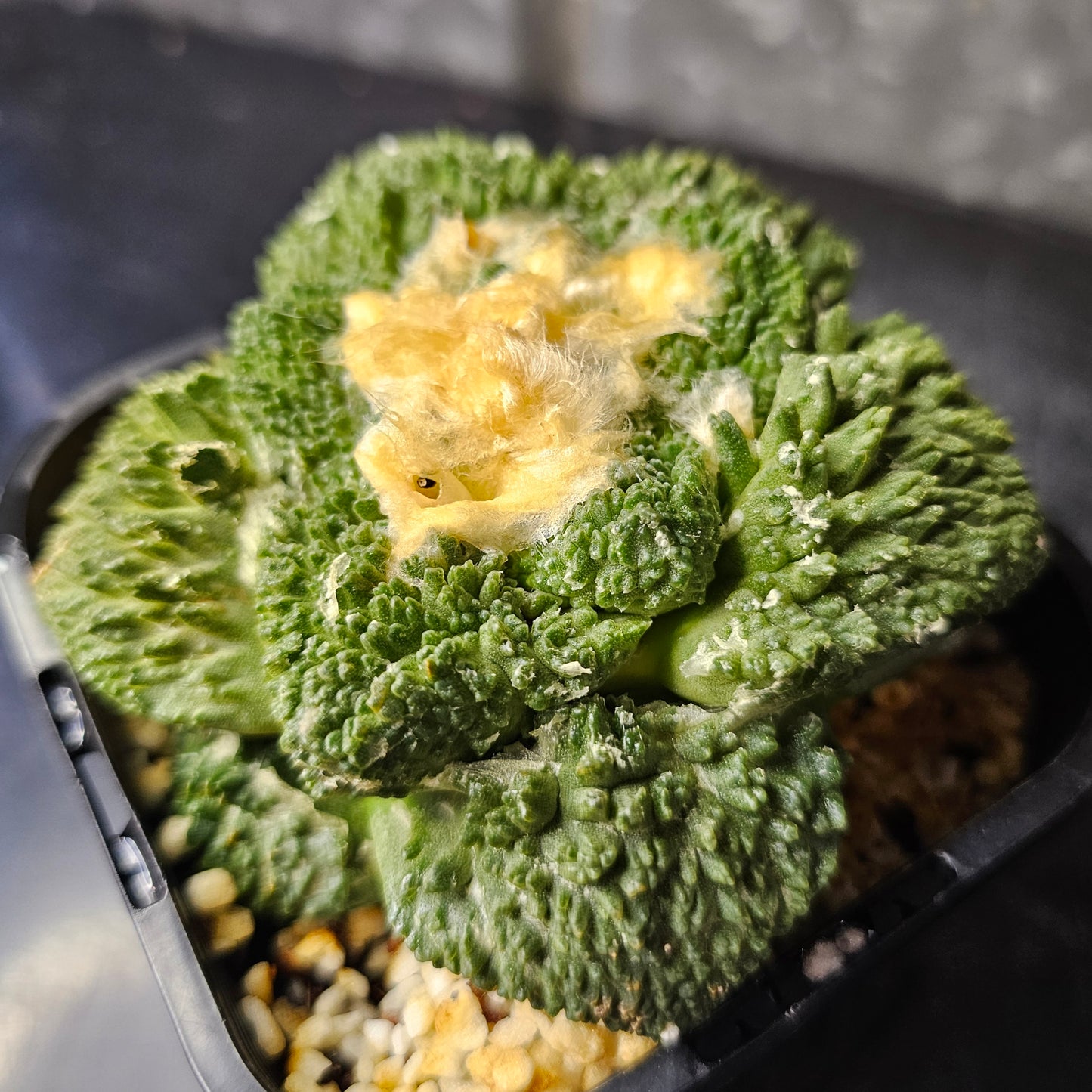 Ariocarpus cv. Super Godzilla