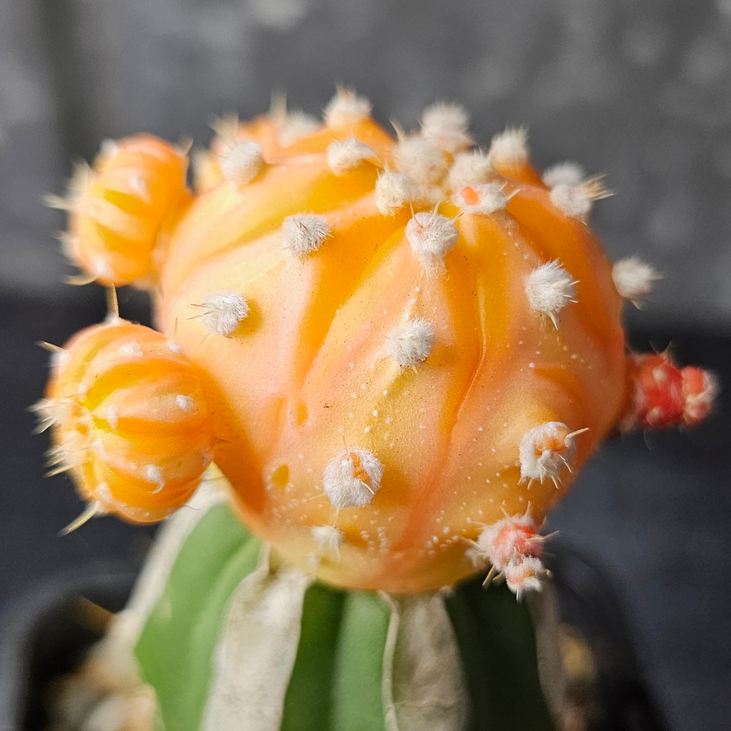 Astrophytum asterias hybrid (orange)