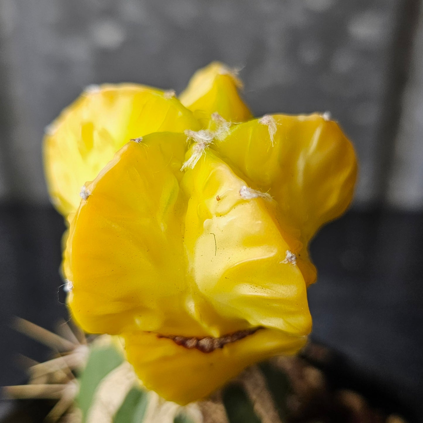 Astrophytum myriostigma hybrid (buttercup yellow)