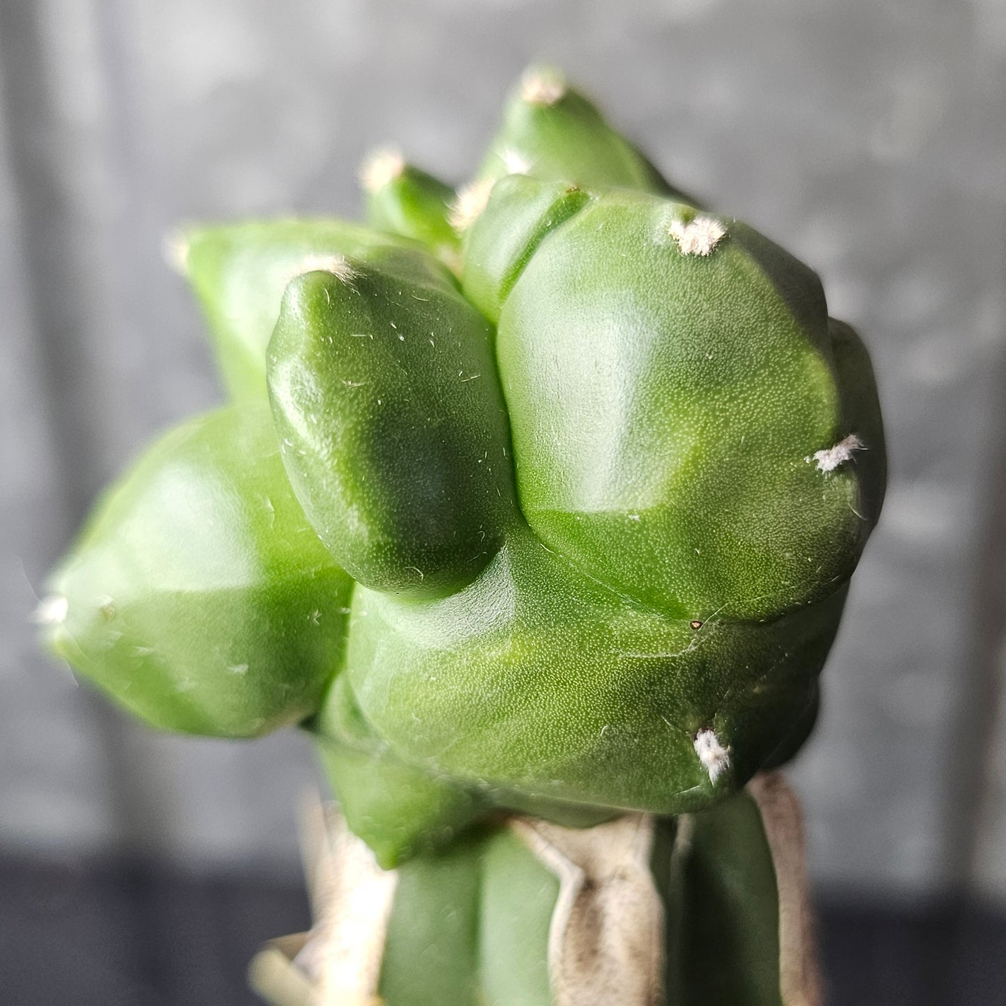 Astrophytum myriostigma cv. Kikko (Supreme)