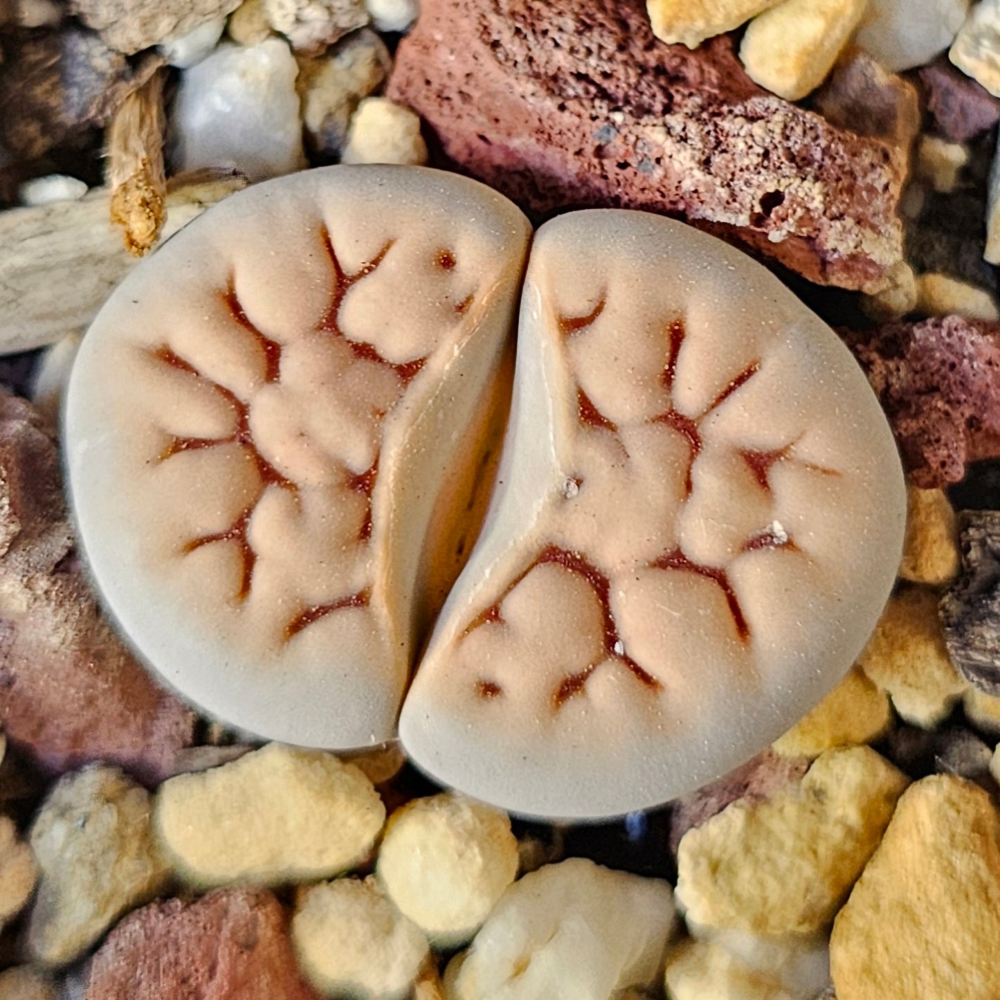 Epic Lithops Bundle (16 Plants) – Set B