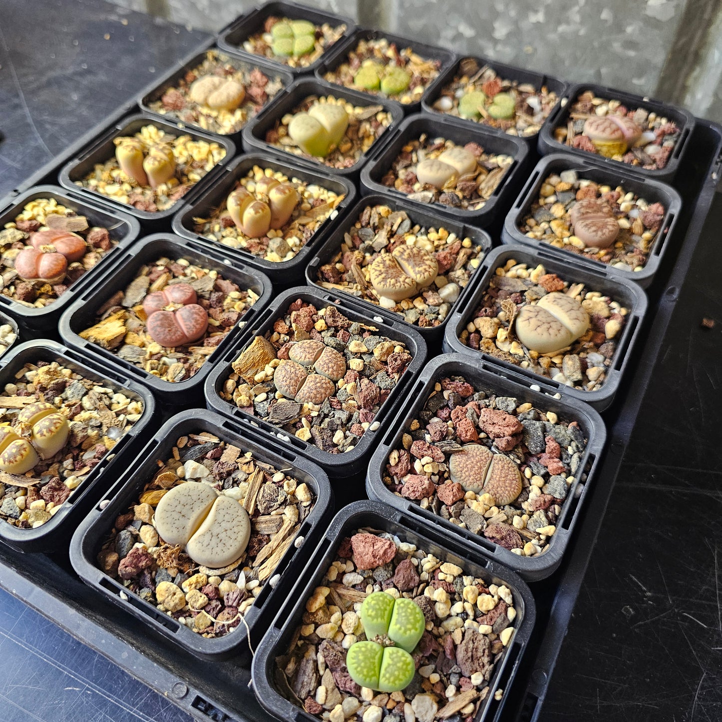 Bulk Lithops Bundle (20 plants)