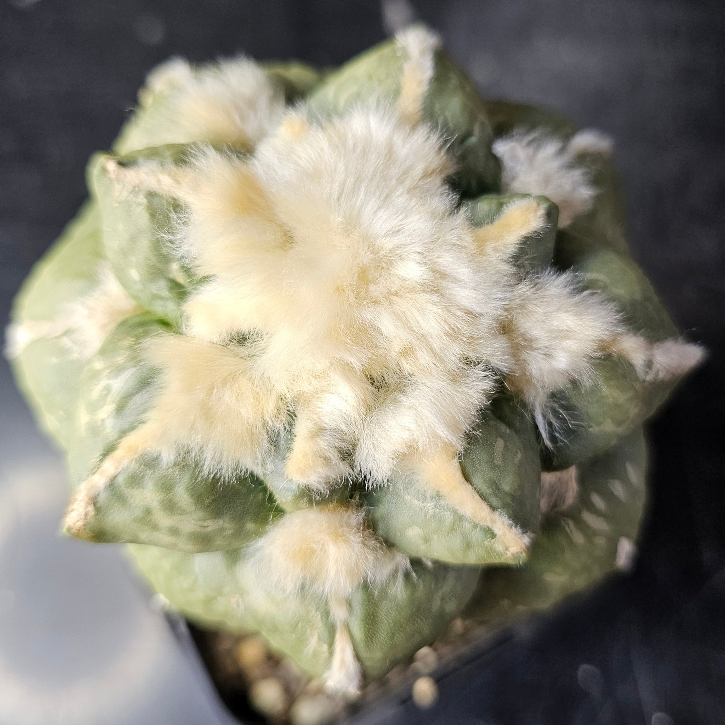 Ariocarpus fromodosus C1 × Ariocarpus maruibo pectinatus