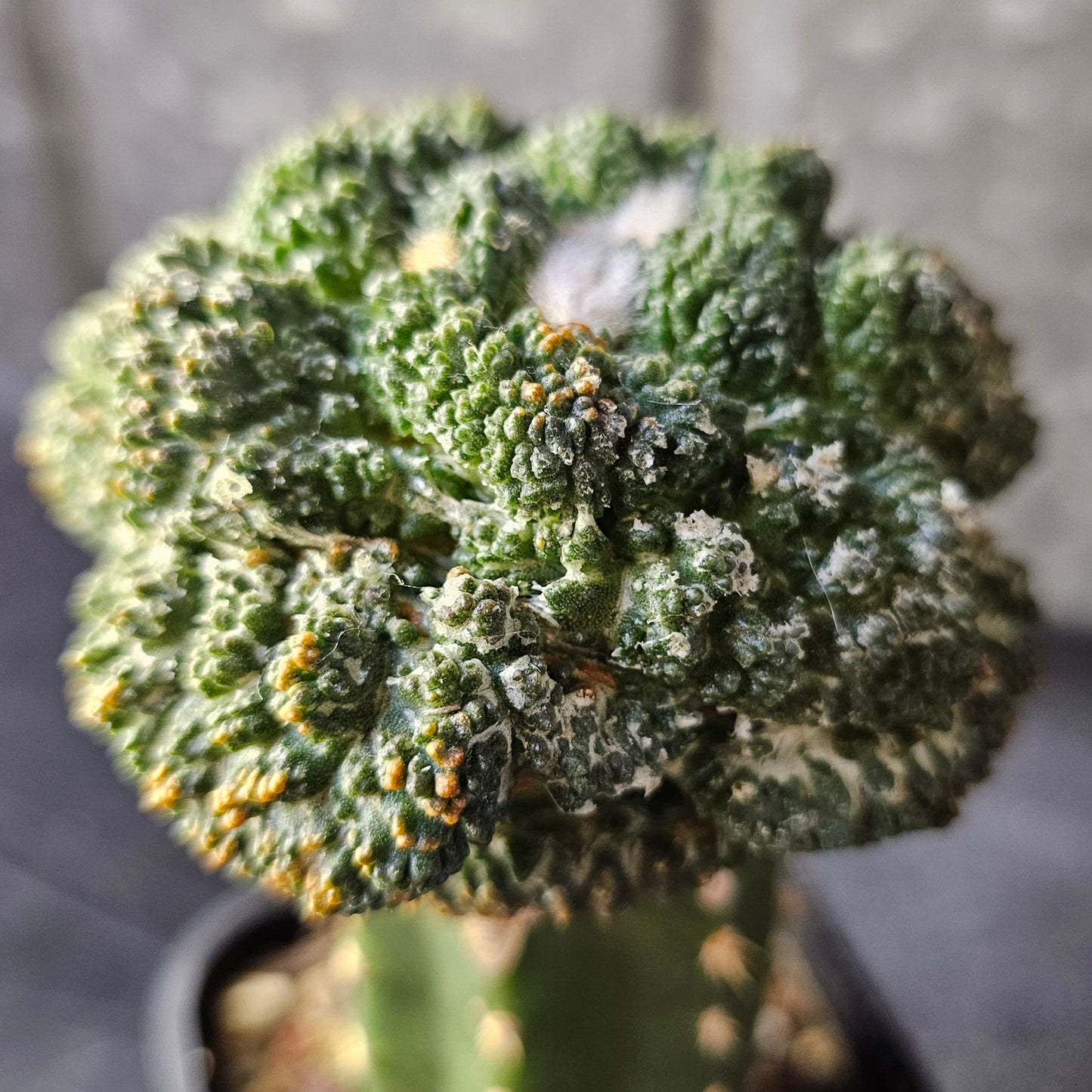 Ariocarpus lloydii × Godzilla F2