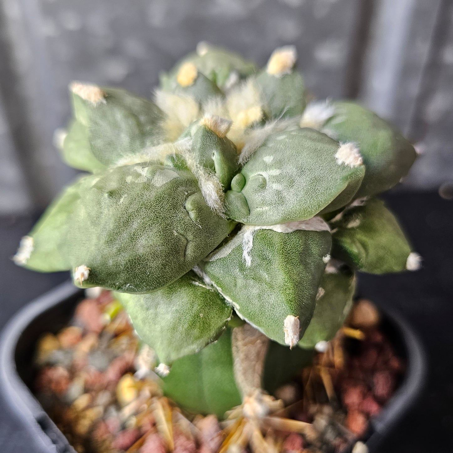 Ariocarpus cv. Cauliflower (Japan)